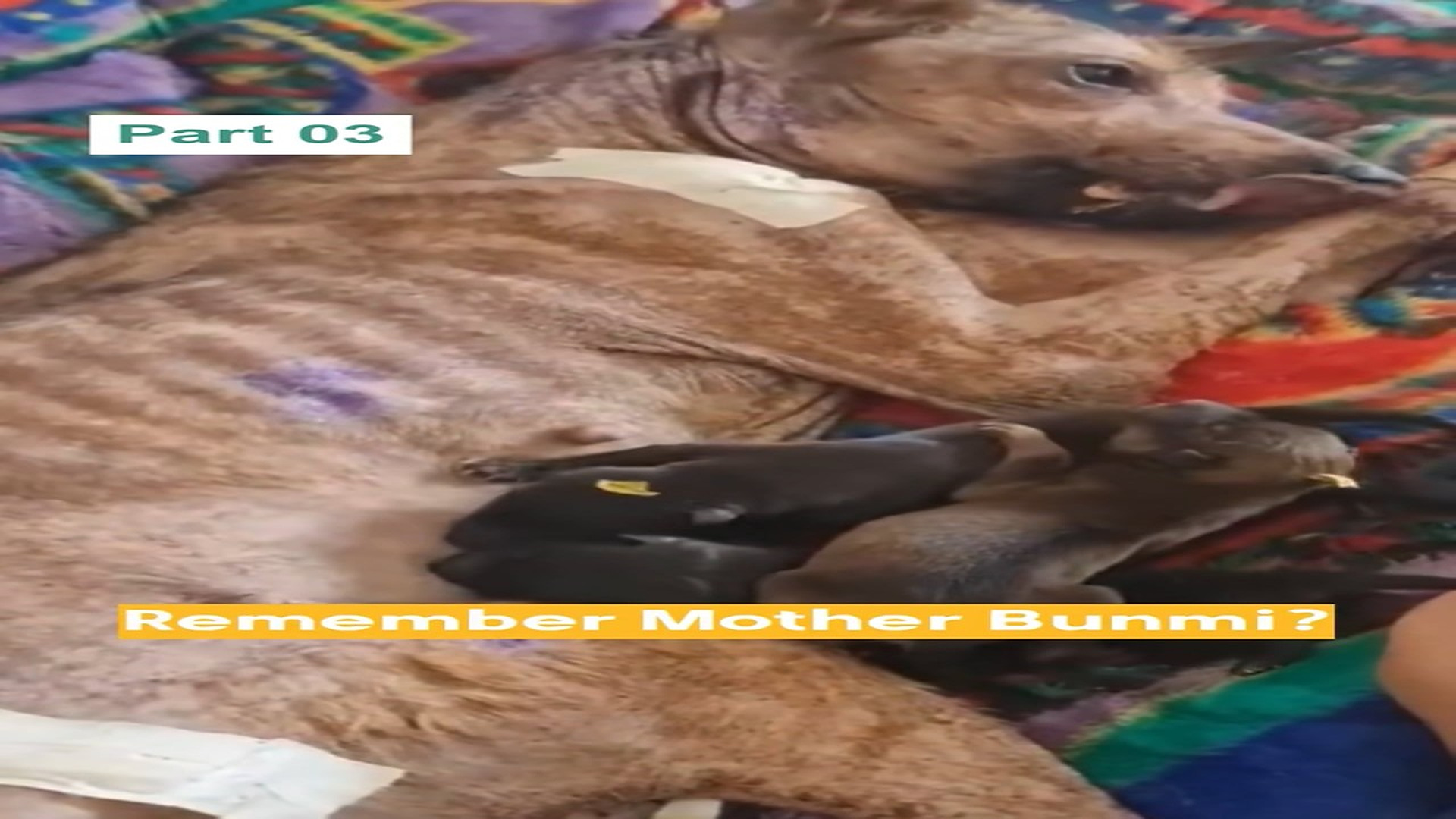 Parte 2 : H1406023_Remember Mother Bunmi, a blind mama dog who was so sick