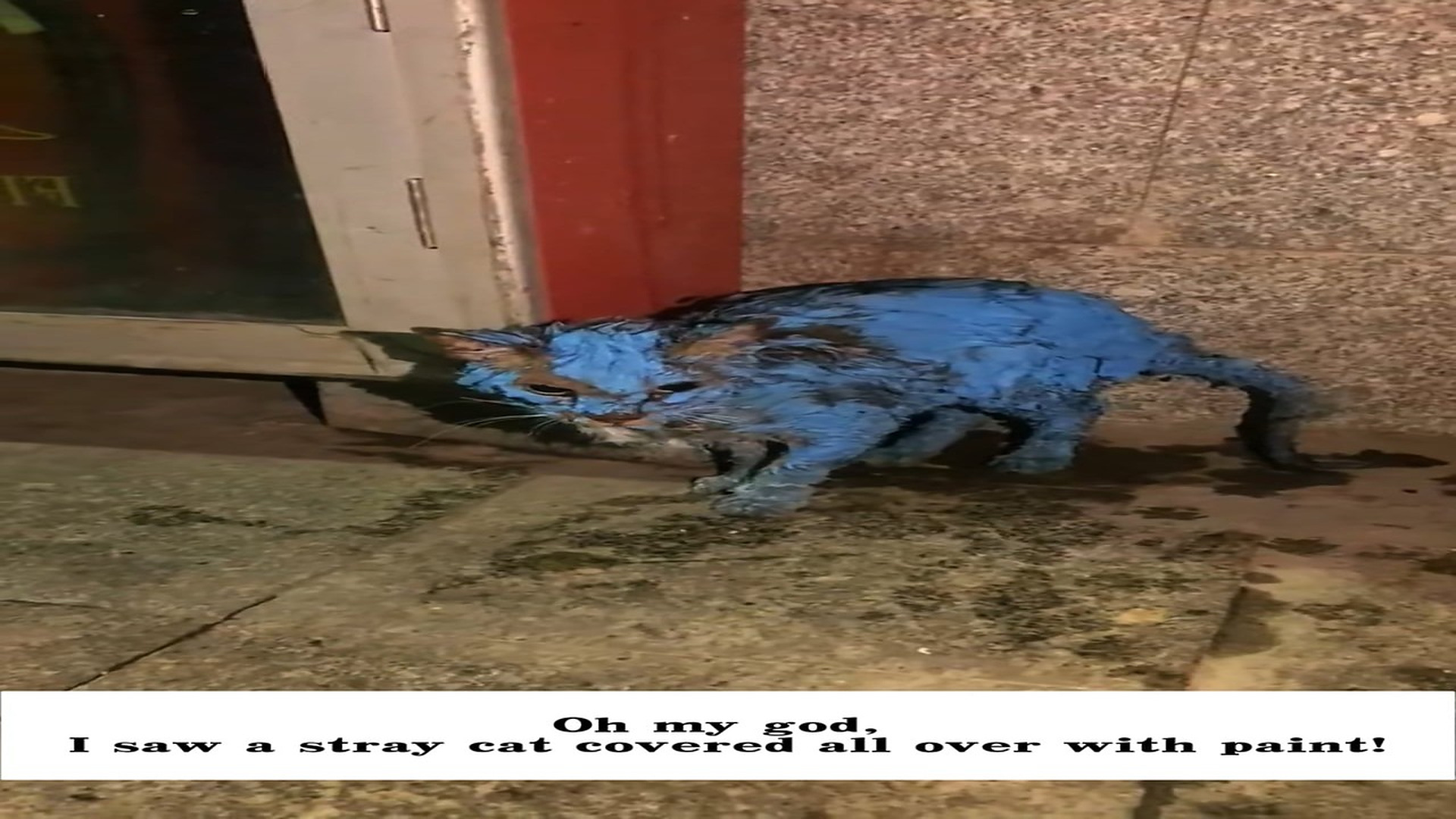 Parte 2 : H1406017_Oh my god, I saw a stray cat covered all over paint! It walked