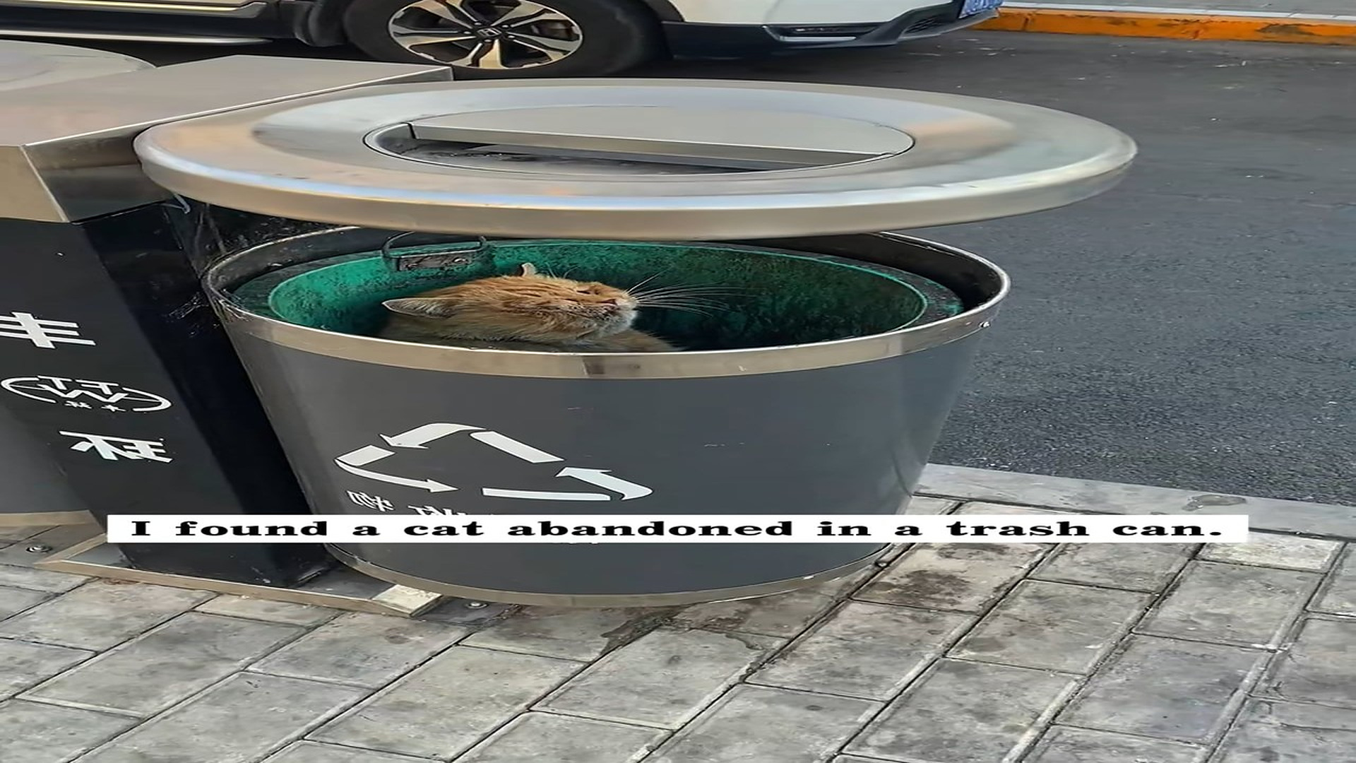 Parte 2 : H1406008_I found a cat abandoned in a trash can. It was so pitiful I deci
