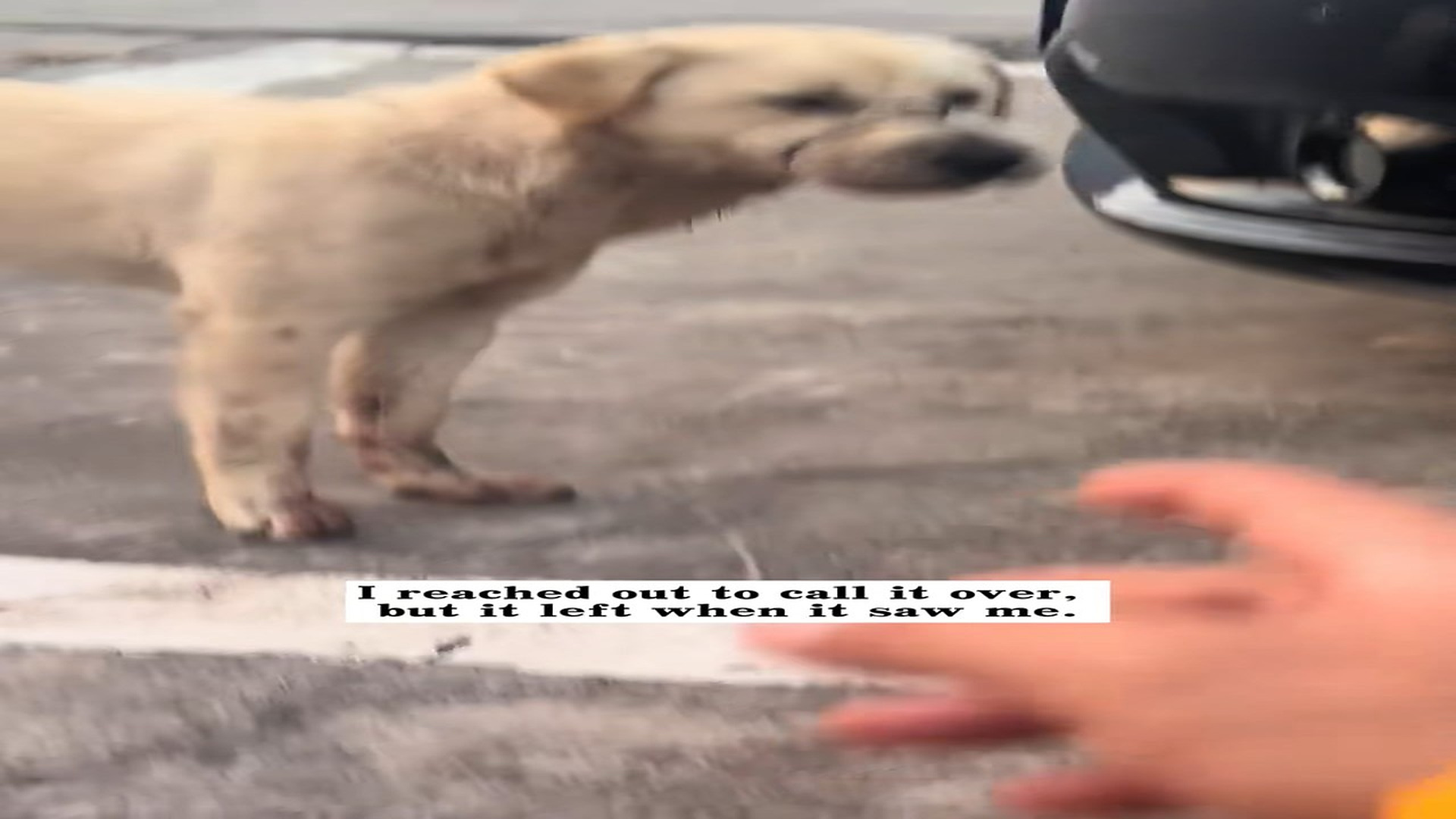 Parte 2 : H1406015_I saw a dog its mouth tightly tied up iron wire,and then #r