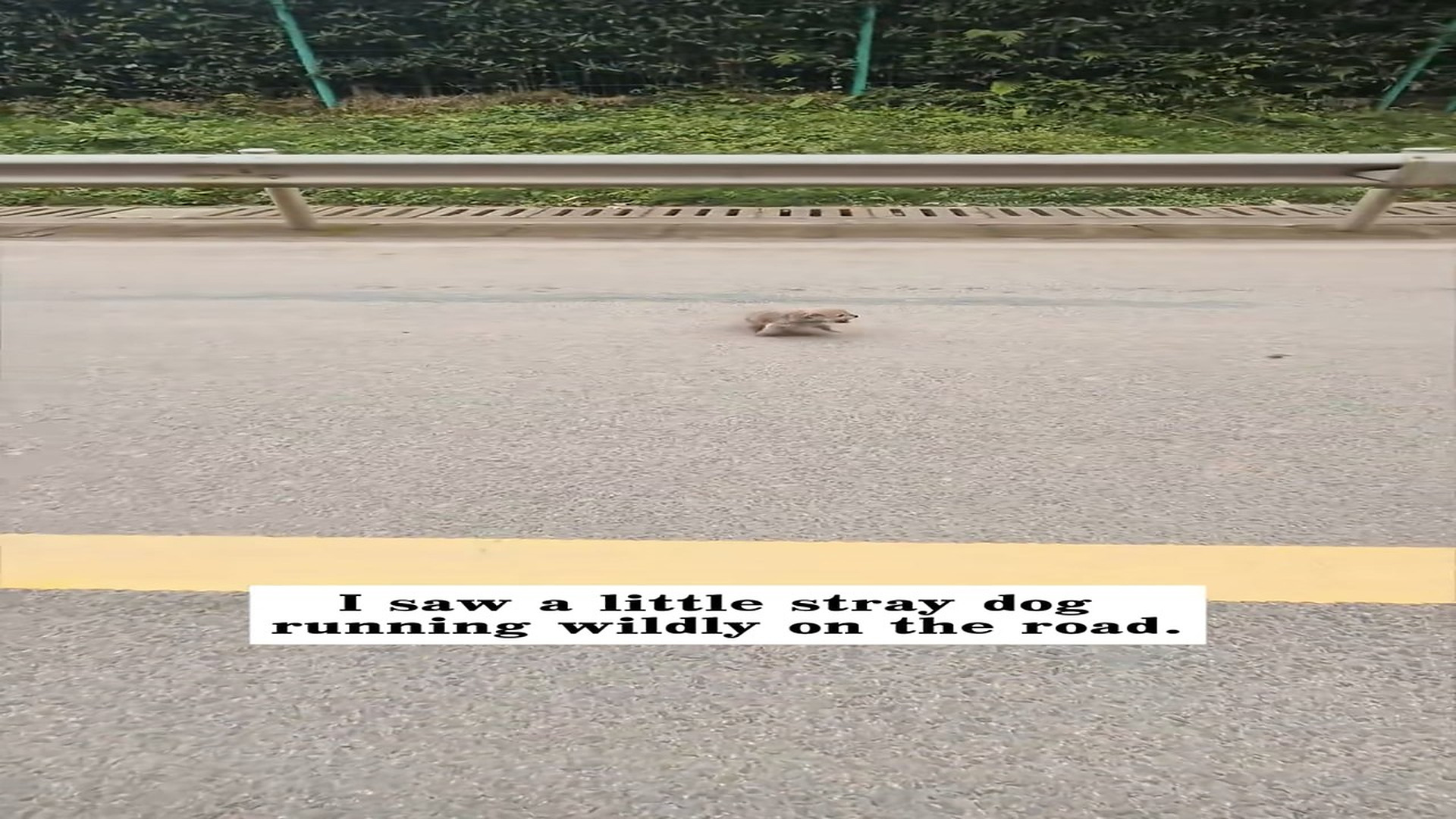 Parte 2 : H1406013_I saw a little stray dog running wildly on road. I rushed to save