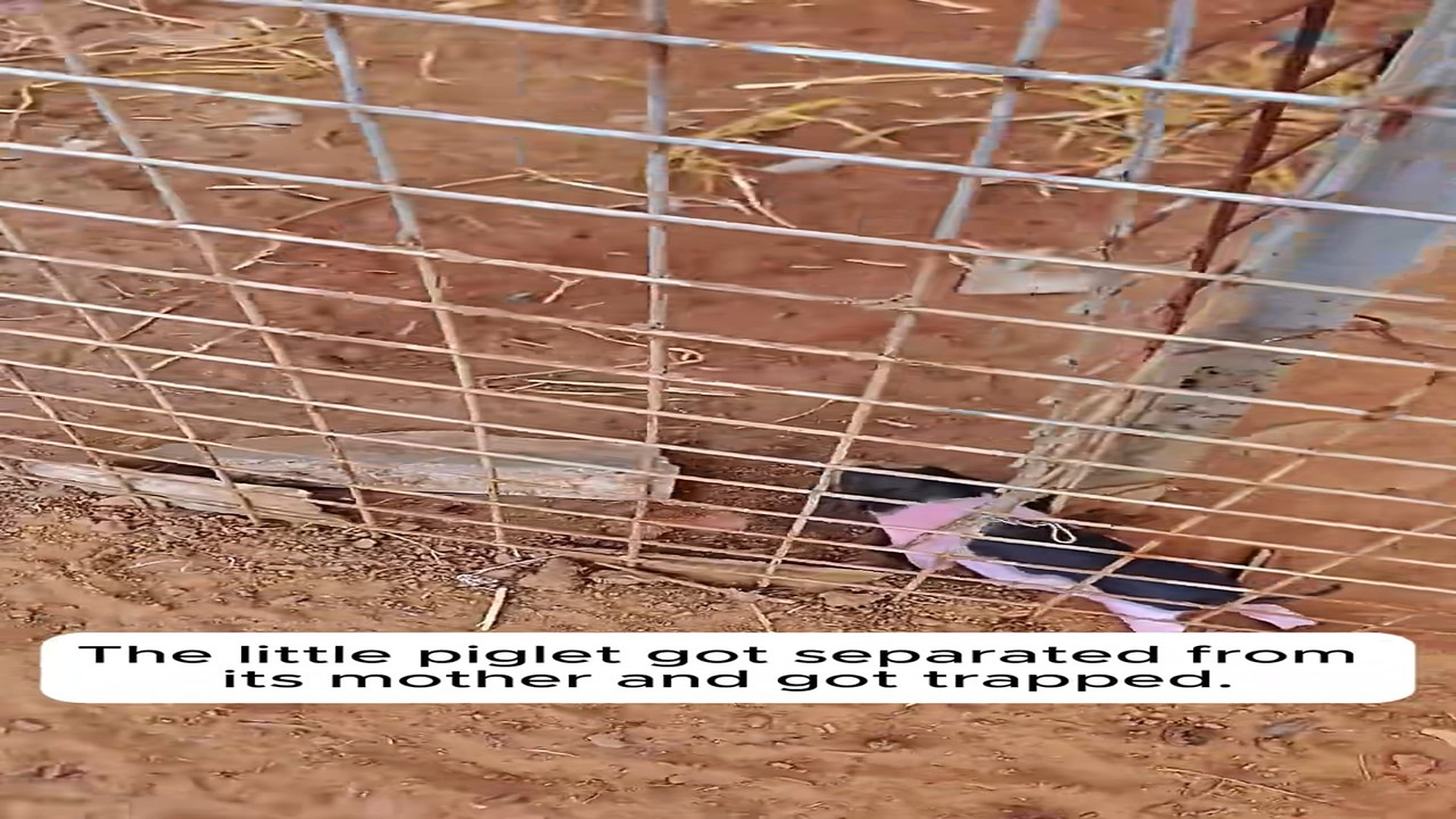 Full Video : H1506018_Rescue Piglet were separated their Mother Trapped #anim