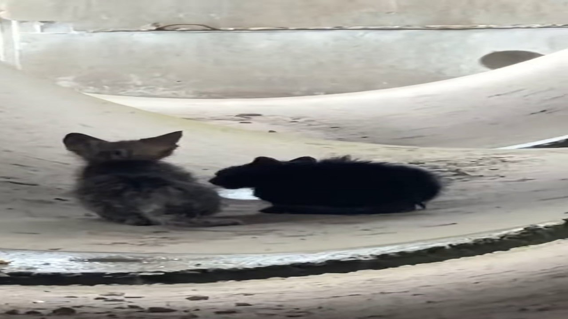 Full Video : H1506040_Two kittens stuck in drain pipe were luckily rescued #rescueanimals