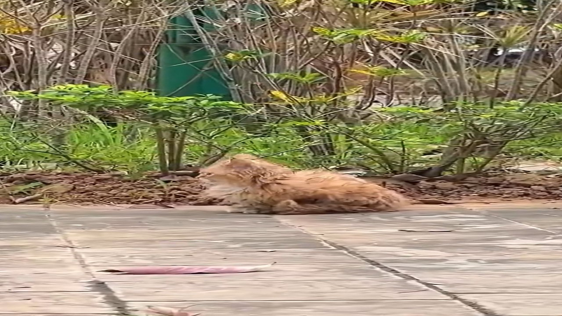 Full Video : H1506038_Stray cat on street was lucky to be saved #rescueanimals #cat #an