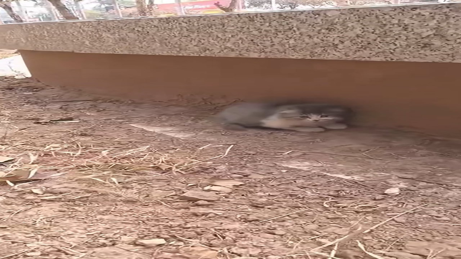 Full Video : H1506035_Motherless kitten was luckily saved #rescueanimals #cat #animalsoftik