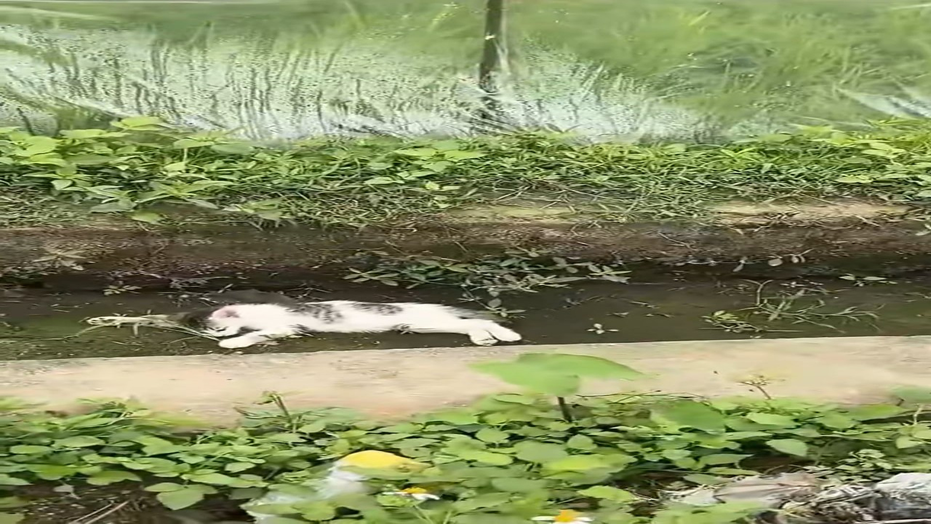 Full Video : H1506032_Cat lying in ditch was lucky to be saved #rescueanimals #cat #rescuec