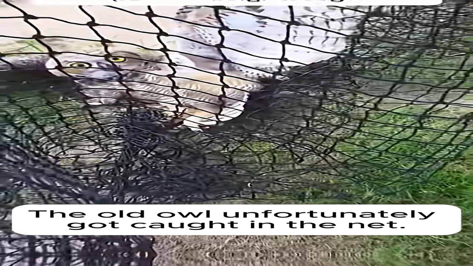 Full Video : H1506019_A Man Rescues an Owl Trapped in a Net A Heartwarming Moment #animal