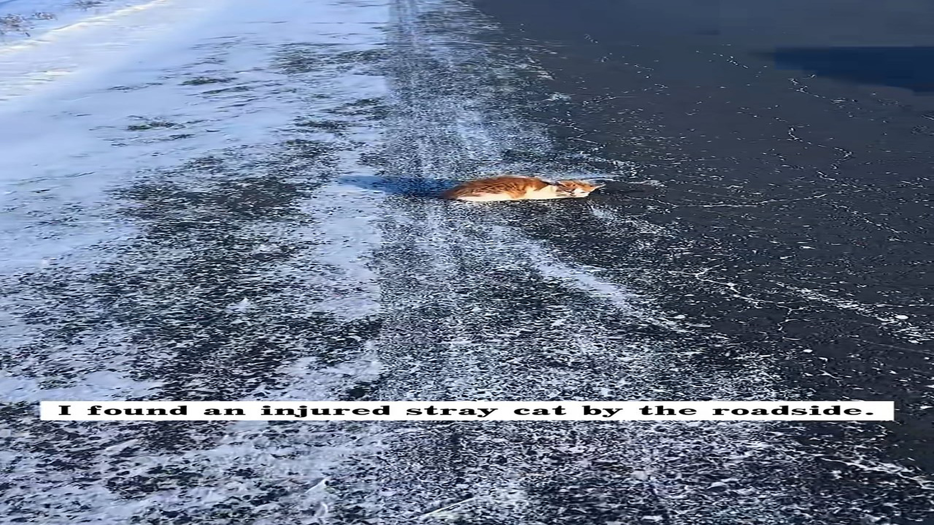 Full Video : H1506009_I found an injured stray cat by roadside. It was so pitiful