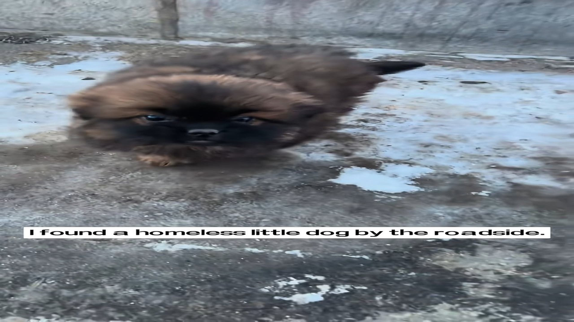 Full Video : H1506005_I found a homeless little dog by roadside. It was so pitiful. I d
