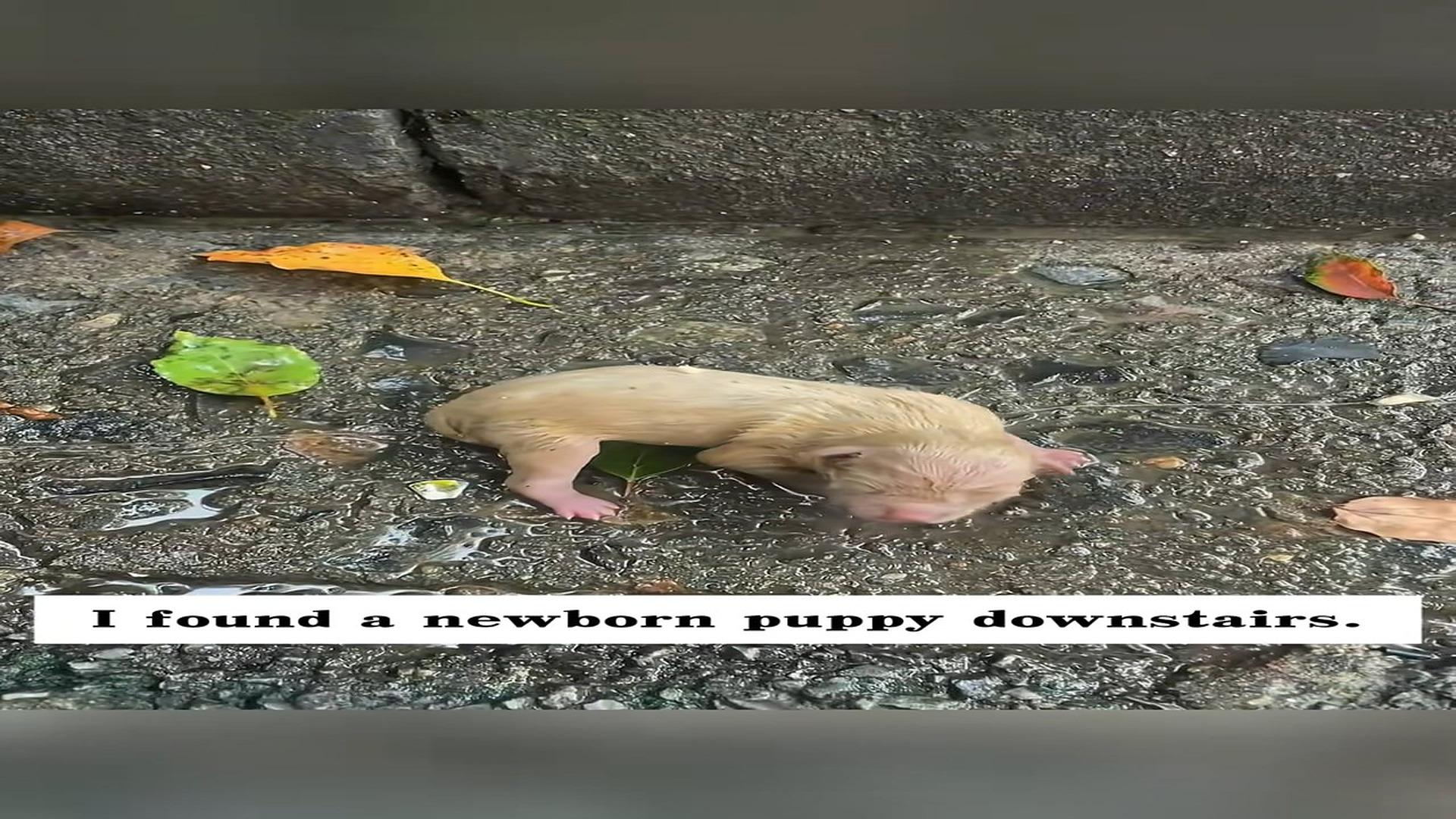 Full Video : H1506008_I found a newborn puppy downstairs. It was so pitiful I decided