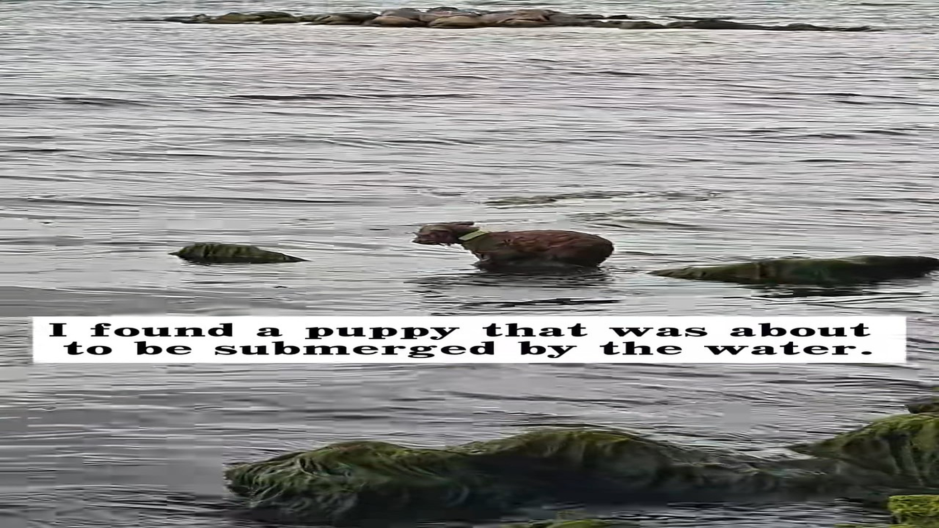 Full Video : H1506001_I found a puppy was about to be submerged by water, then