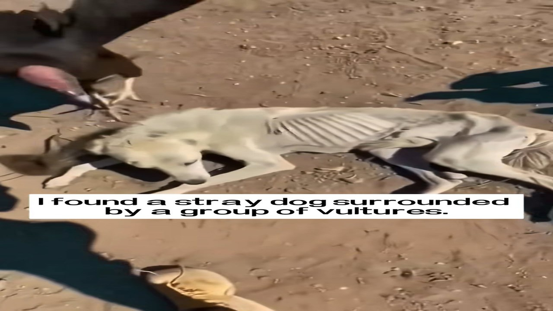 Full Video : H1506002_I found a stray dog surrounded by a group of vultures, then #resc