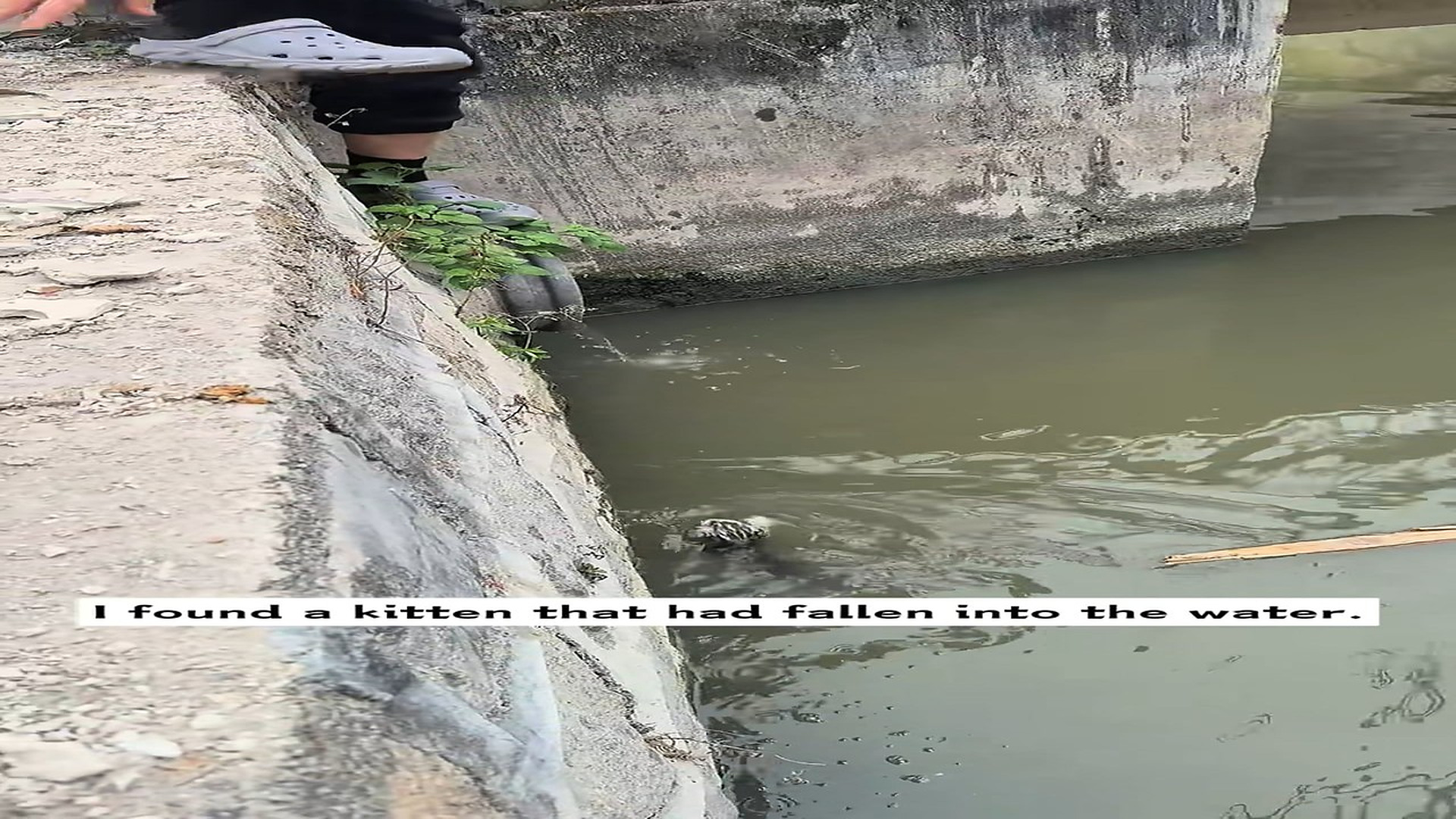 Full Video : H1506004_I found a kitten had fallen into water. I went to save it at