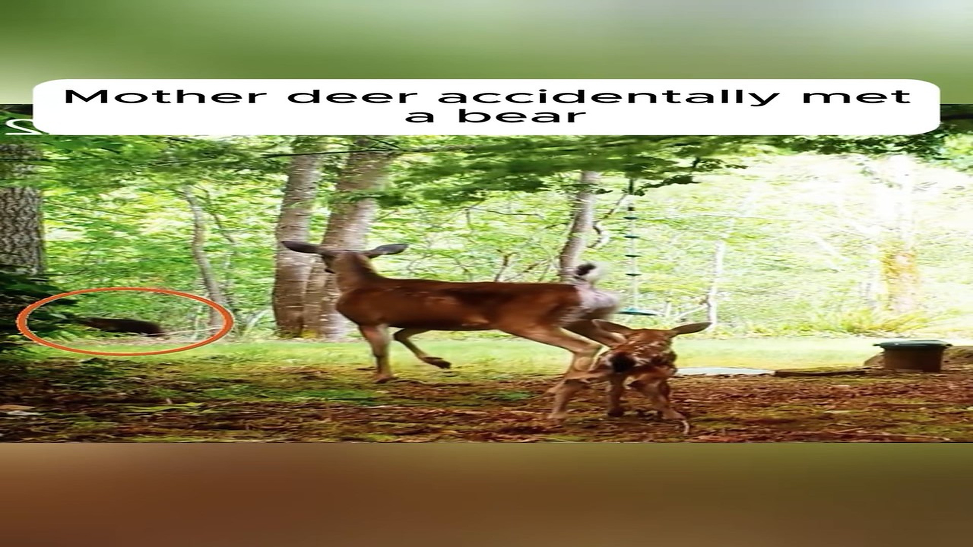 Part 2: H1606002_We saved a mother her baby deer in rare circumstances #animals #r_part2
