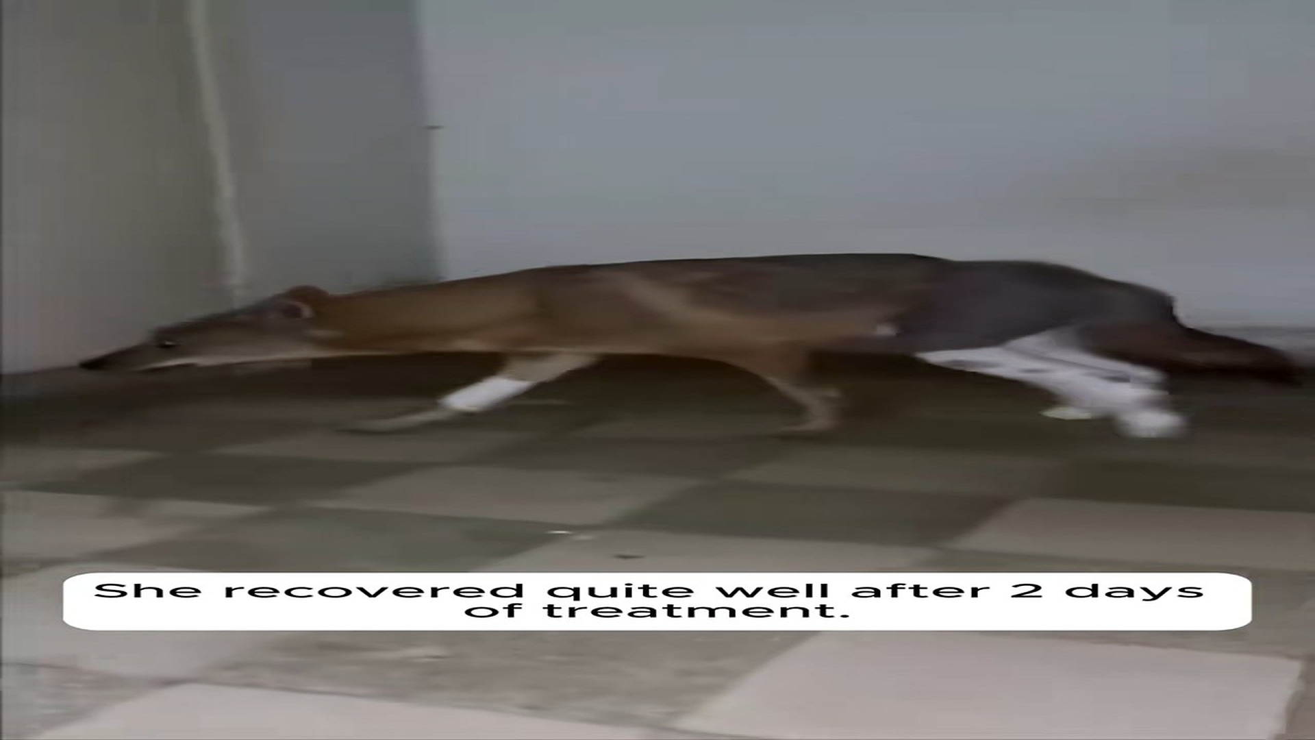 Part 2: H1606003_We found a trapped wolf helped it #animals #rescue #rescueanimals_part2
