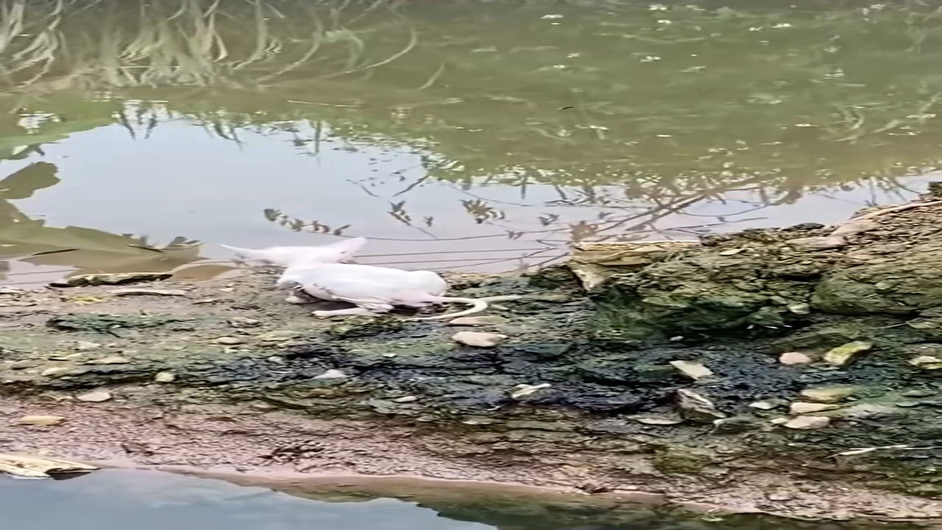 Part 2: H1606015_Skinny cat standing on river bank luckily someone saved #rescueanimal