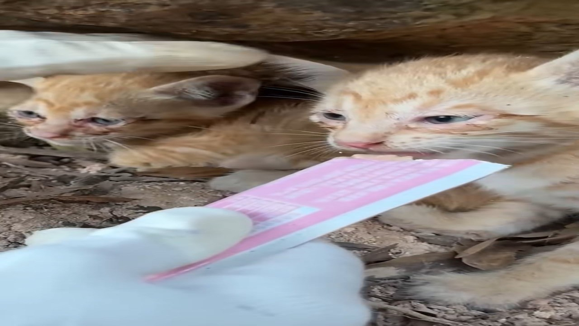 Part 2: H1606004_2 poor cats lost their mother were luckily saved #rescueanimals