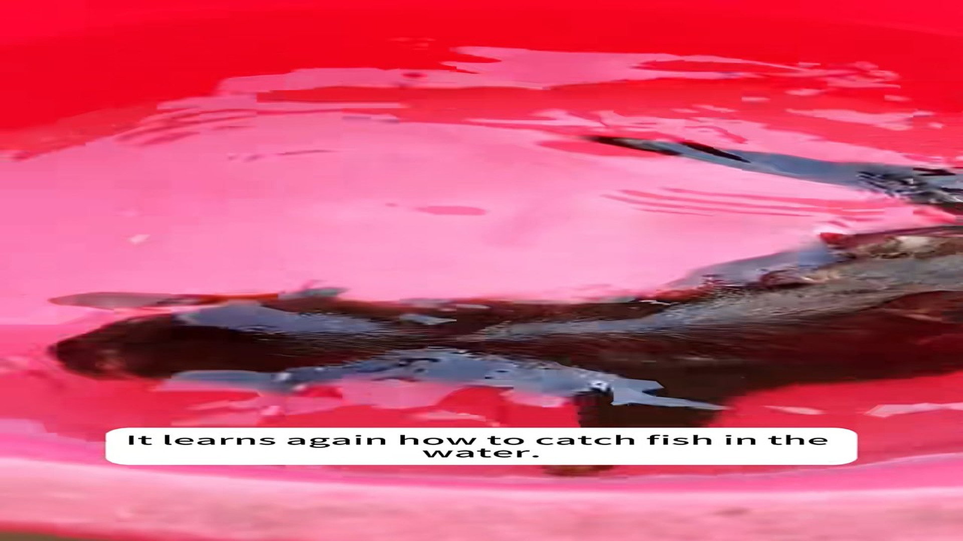 Full Video : H1706010_water seater got lost its mother. It mistook me its mot_part2