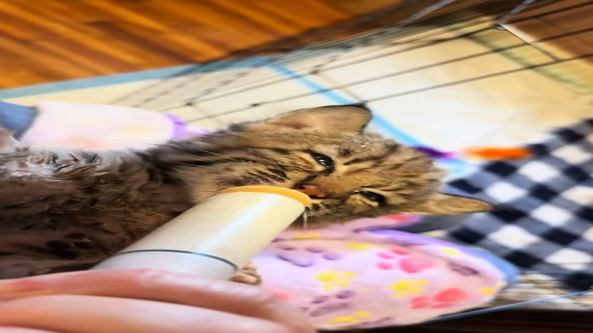 Full Video : H1706001_We found a baby bobcat raise it #rescue #rescueanimals #bobcat #b_part2