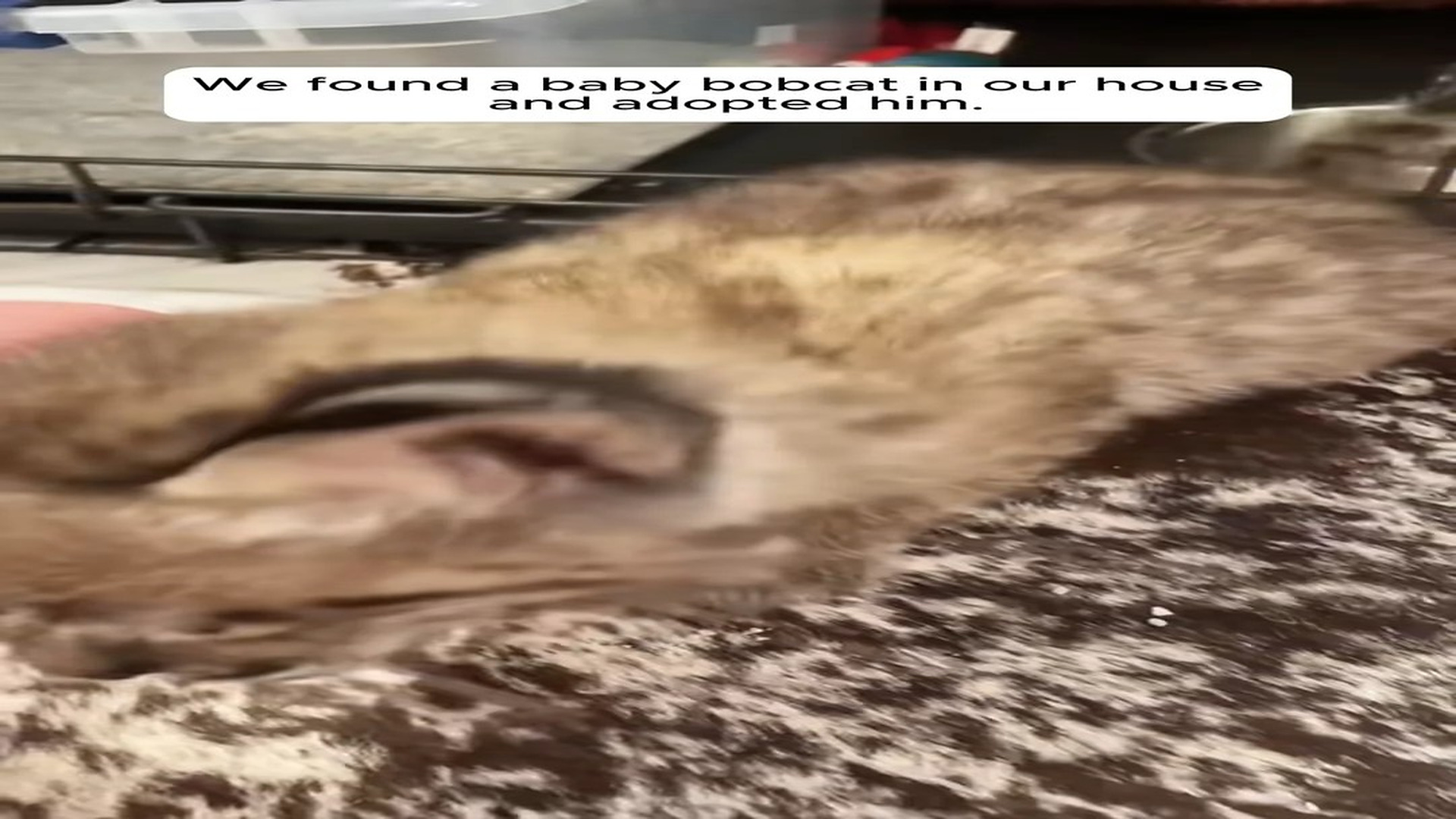 Full Video : H1706002_We found a baby bobcat adopted it #rescue #rescueanimals #rescue_part2