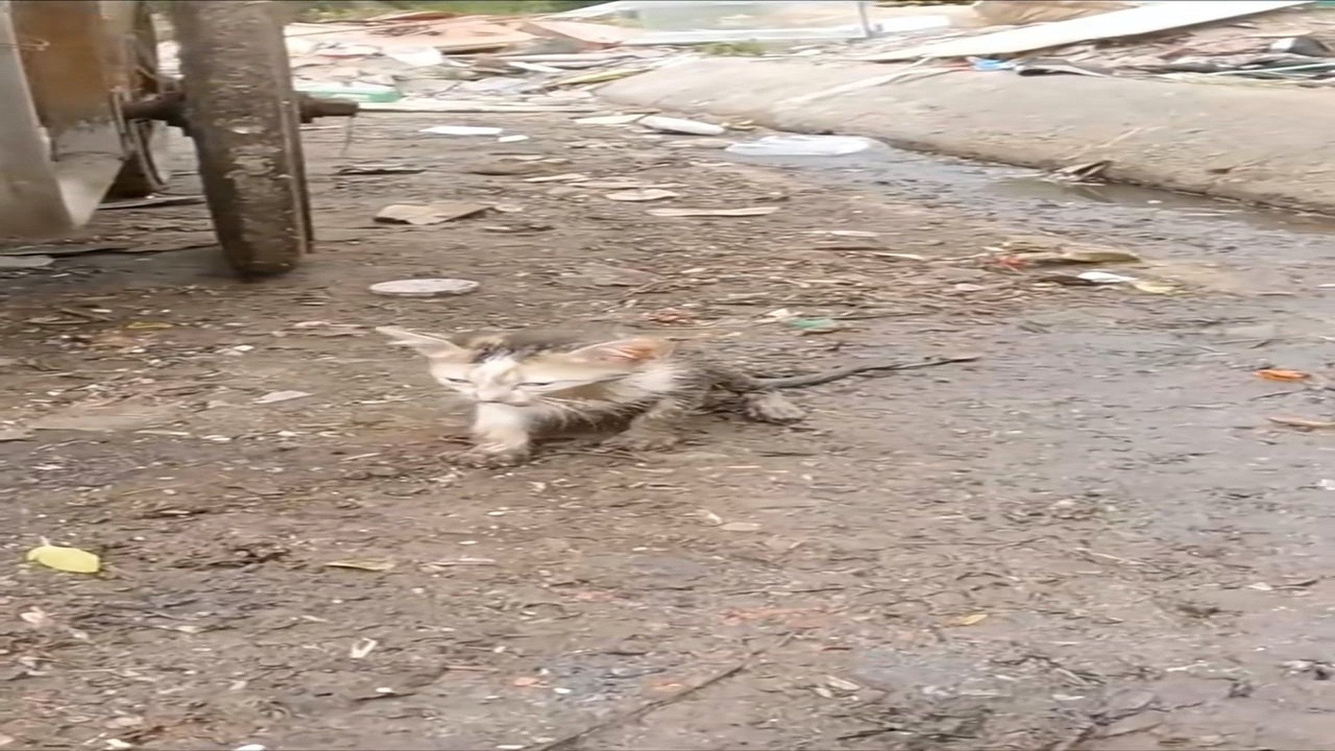 Full Video : H1706039_Abandoned cat next to garbage truck rescued by man #animalsoftiktok
