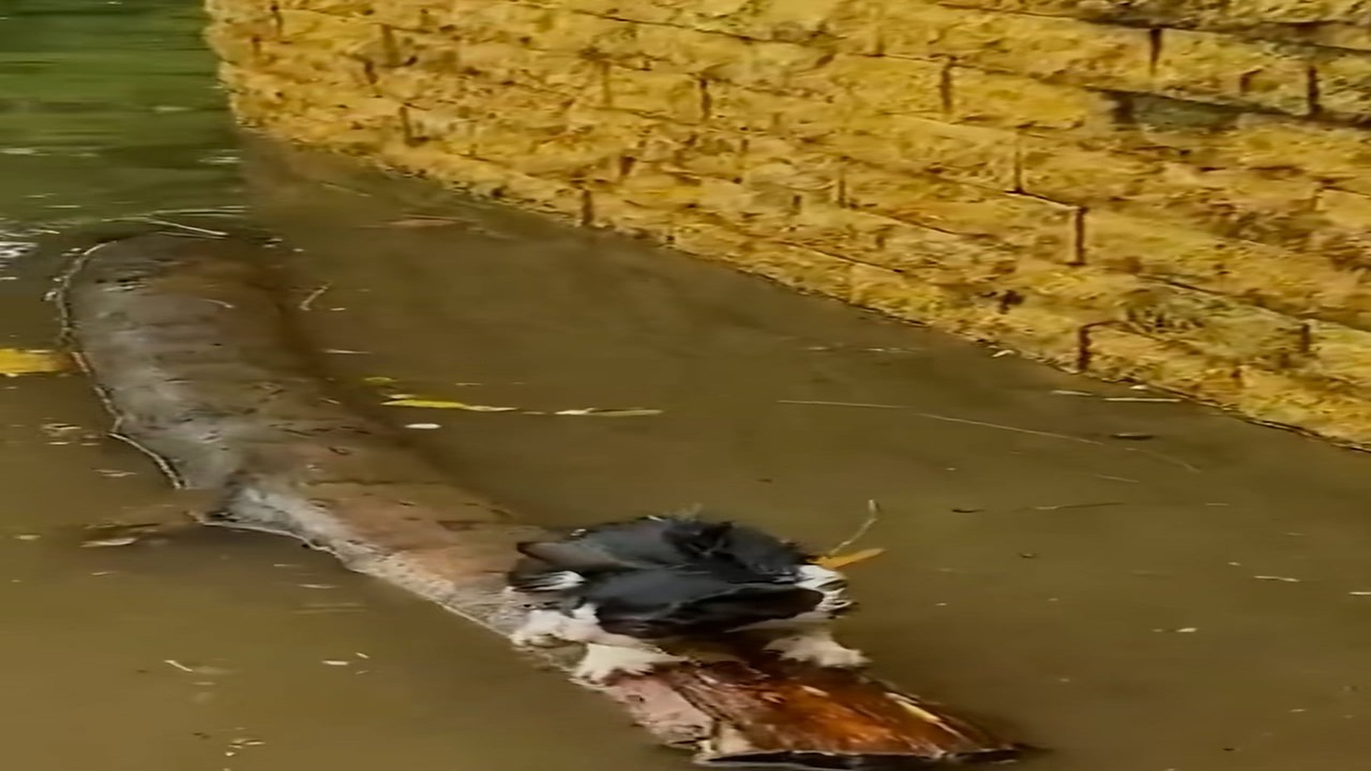 Full Video : H1706036_Cat swept away by water standing on tree branch was lucky to be saved