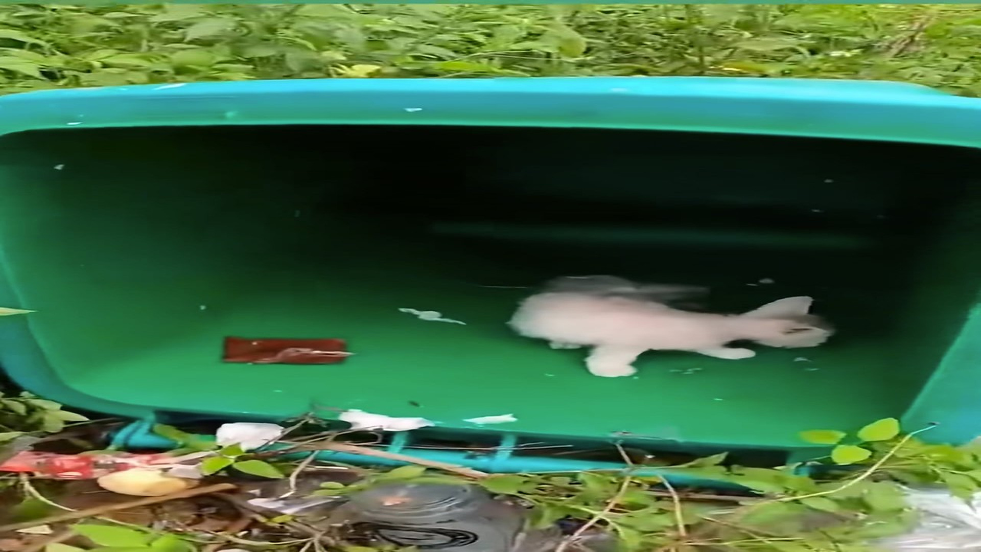 Full Video : H1706033_Abandoned cat found in trash can was luckily rescued #animal #rescuea