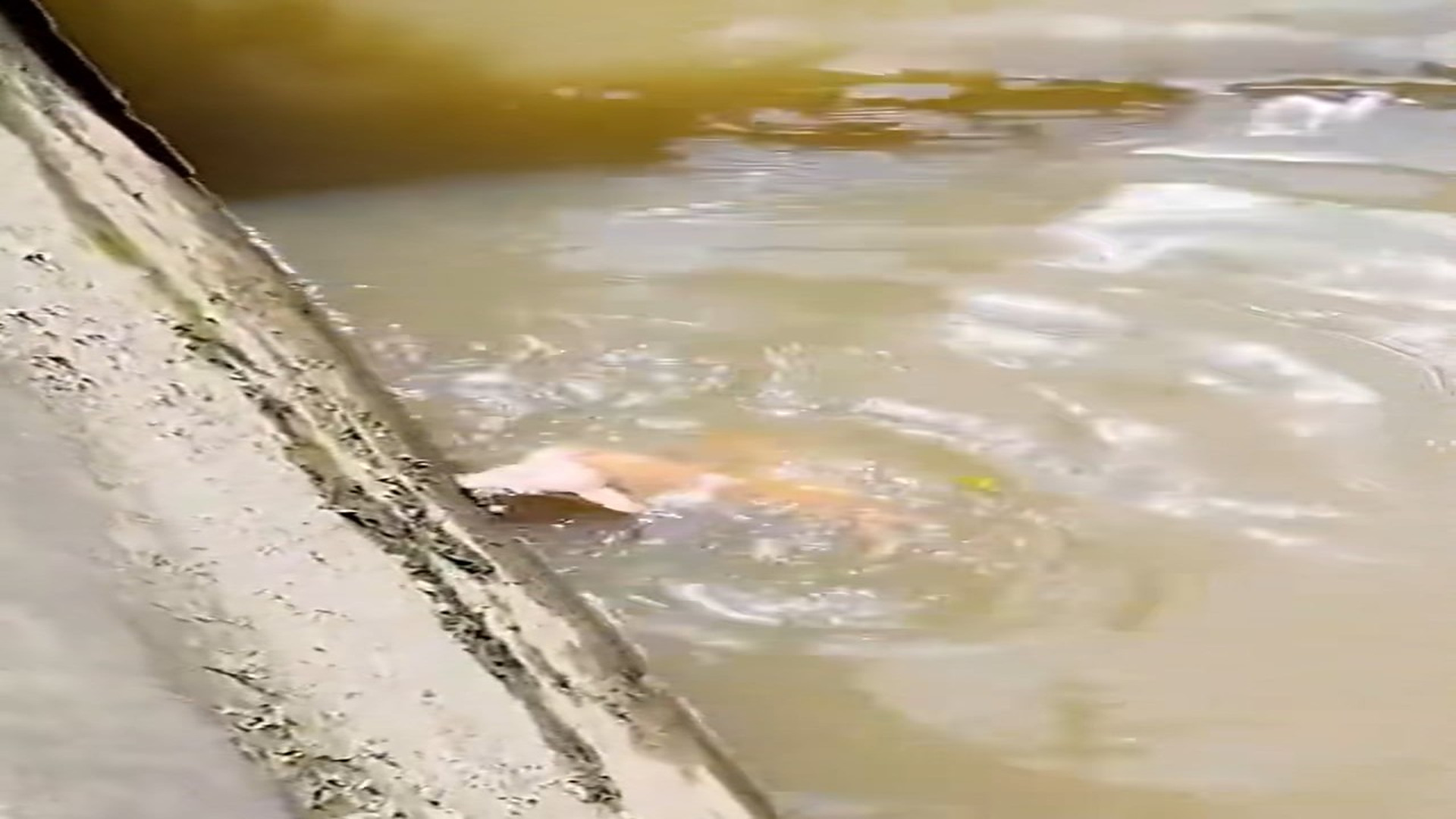 Full Video : H1706029_Kitten fell into ditch luckily saved #animal #rescueanimals #rescue