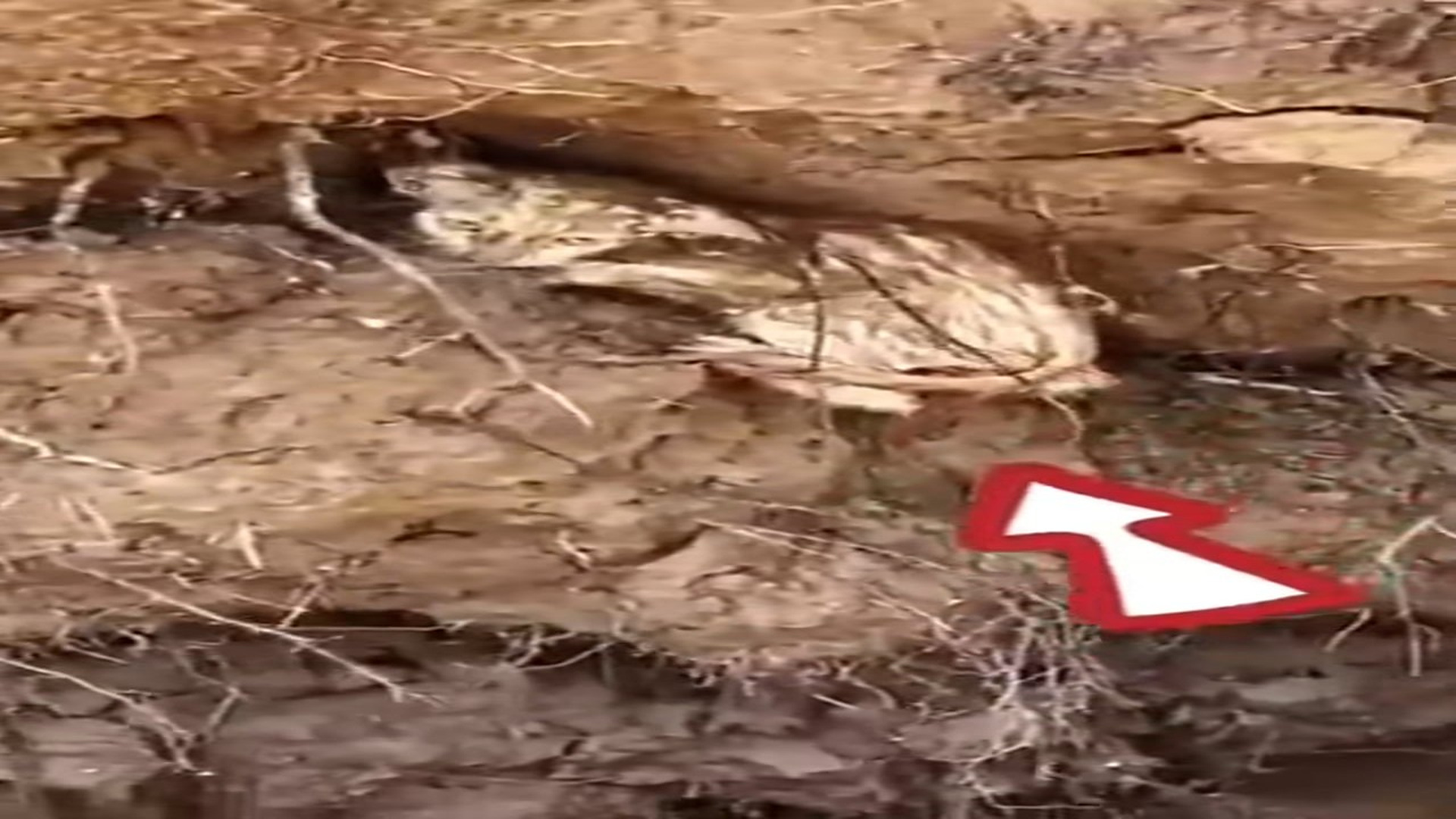 Full Video : H1706030_Kitten hiding in a hole is lucky to be saved #animal #rescueanimals