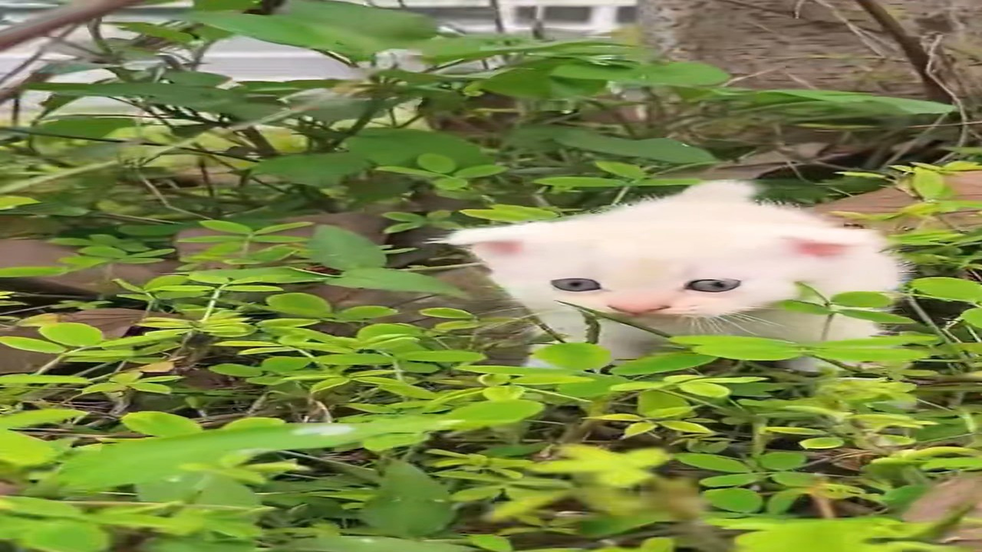 Full Video : H1706028_Homeless kitten meowing under a tree was luckily to be rescued ad