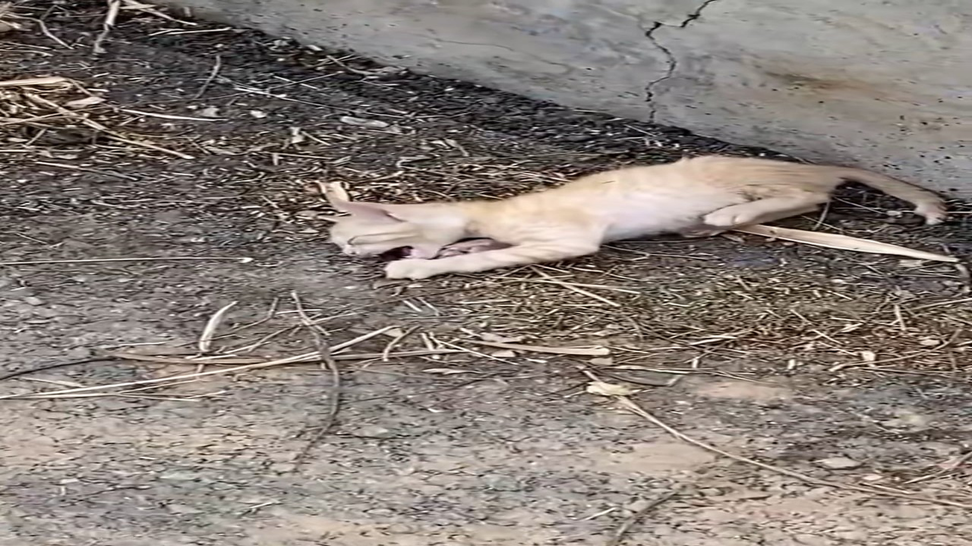 Full Video : H1706022_A kitten lying motionless on riverbank,crying miserably,was lucki