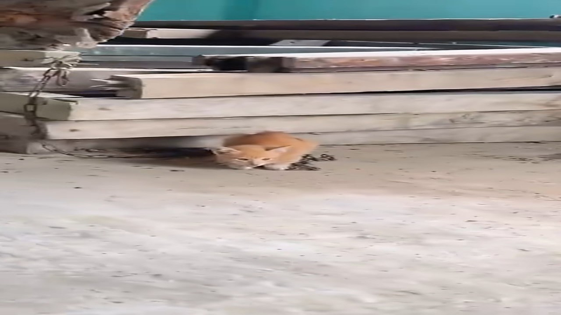 Full Video : H1706020_Abandoned cat in abandoned house was luckily rescued #rescueanimals