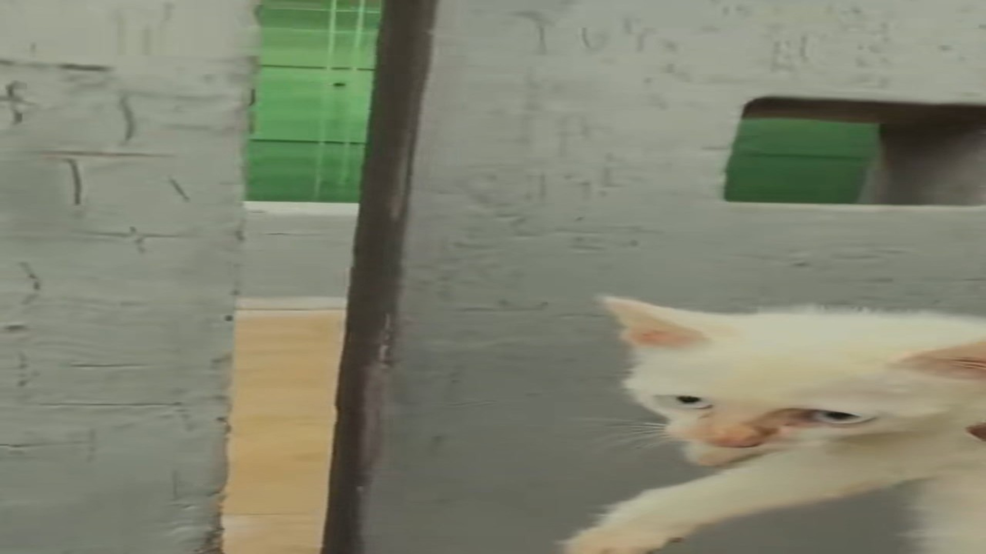 Full Video : H1706016_Cat rope wrapped around its body was luckily saved #rescueanimal