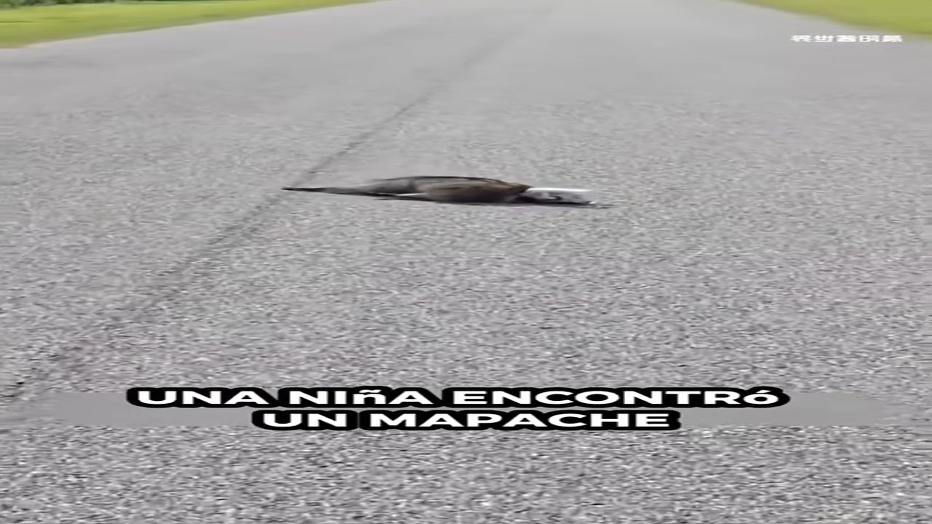 Full Video : H1706015_Rescue raccoon #rescueanimals #raccoon #animal #rescue #animlaraccoon