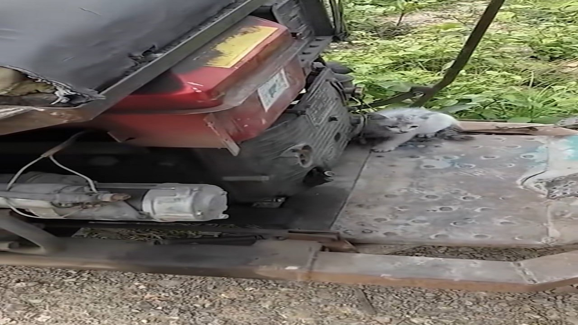 Full Video : H1706010_Poor cats #cat #rescuecat #animals #animalcat #rescue #animalslove #a