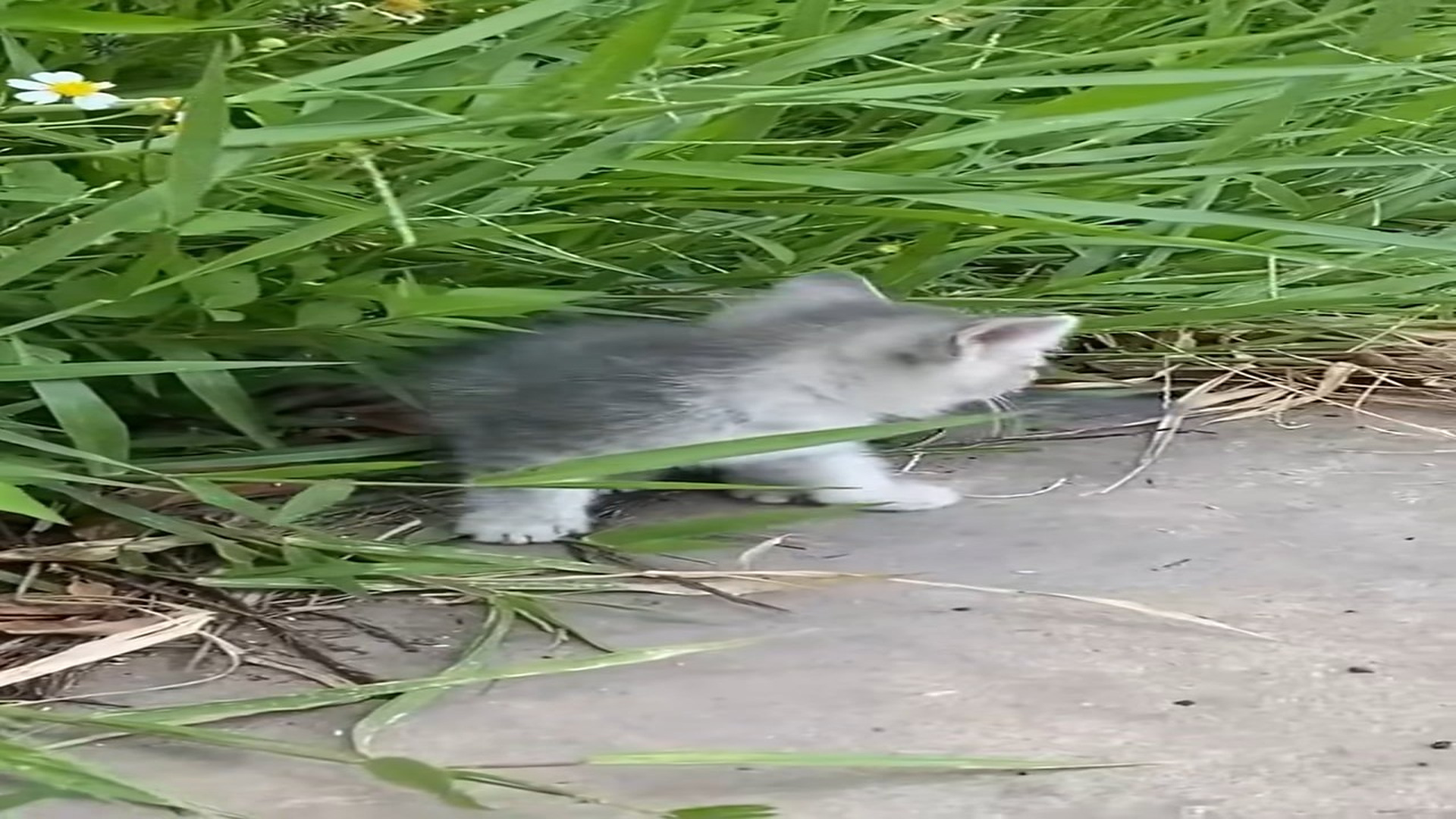 Full Video : H1706009_Stray kitten on street was luckily saved #promomakanliburan #cat