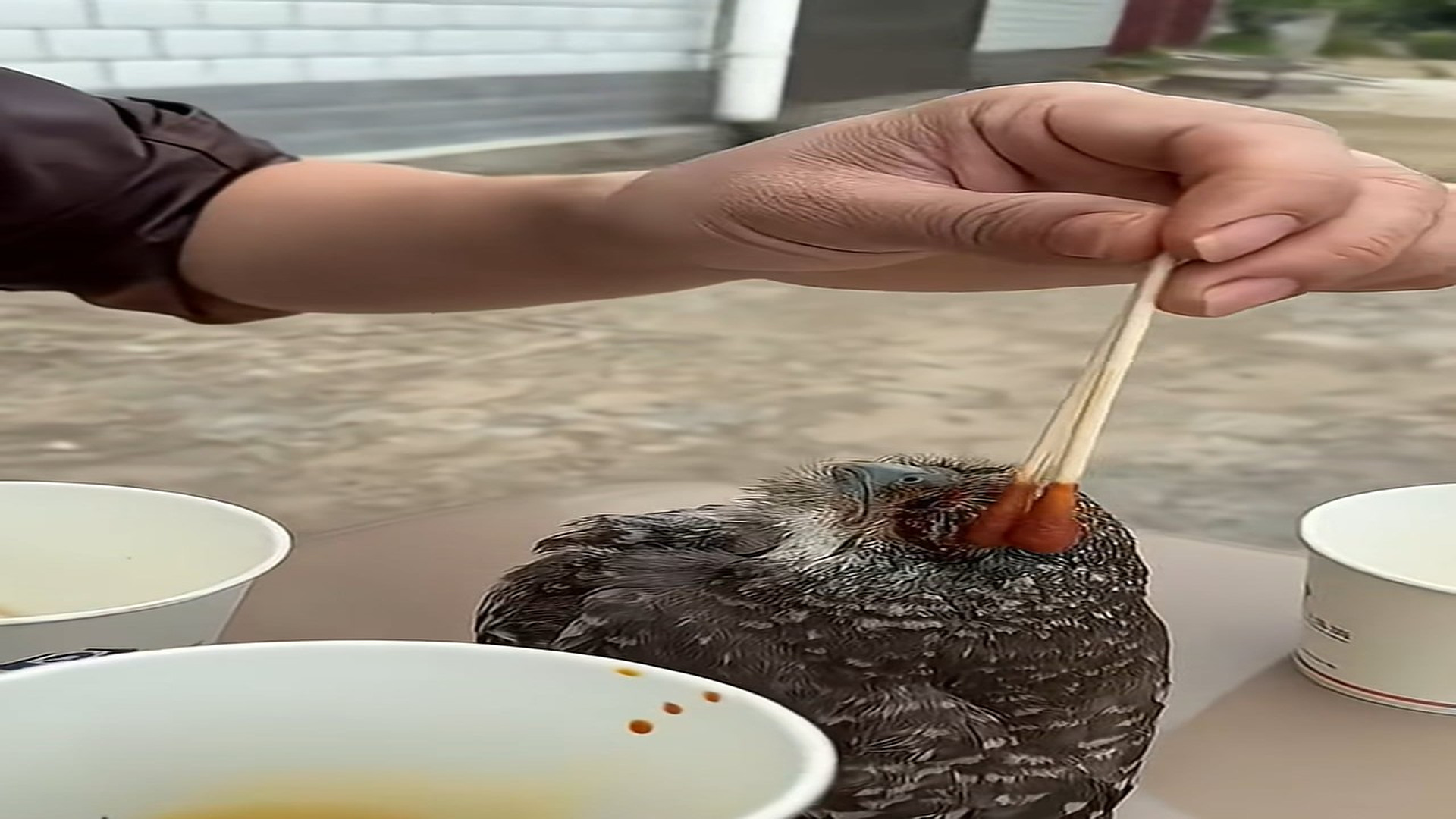 Full Video : H1706006_Rescued baby owl in pool #rescue #animalsoftiktok #owl
