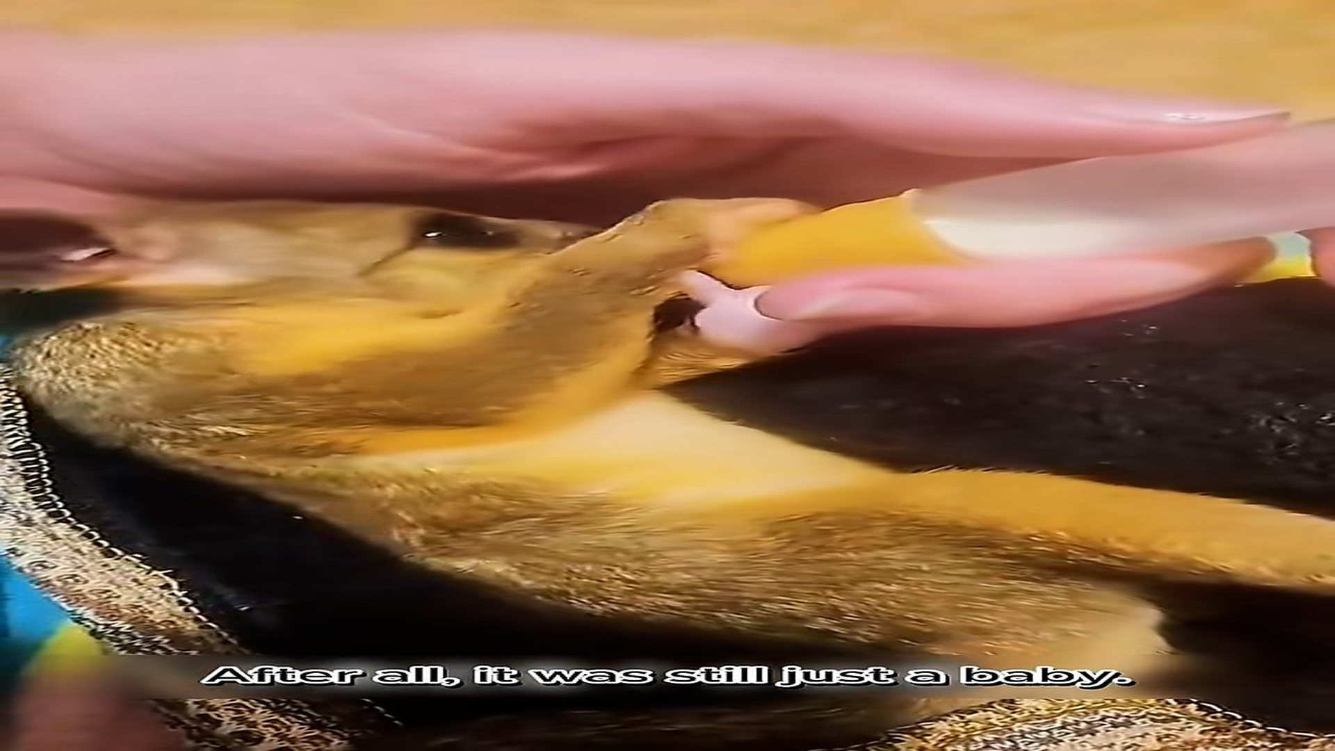 Part 2 : H1806007_Attacked by Crows, Rescued by a Stranger, Returned as a Mother #Anima_part2