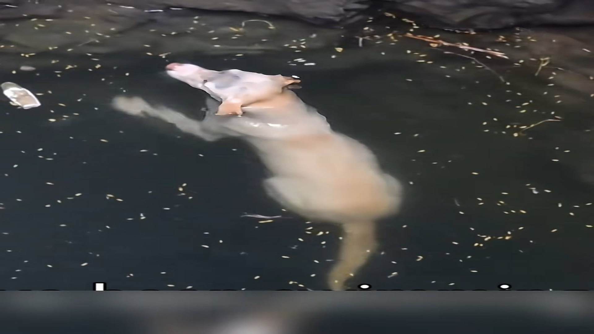 Part 2 : H1806008_desperate wish of a dog on verge of drowning has come true. B_part2