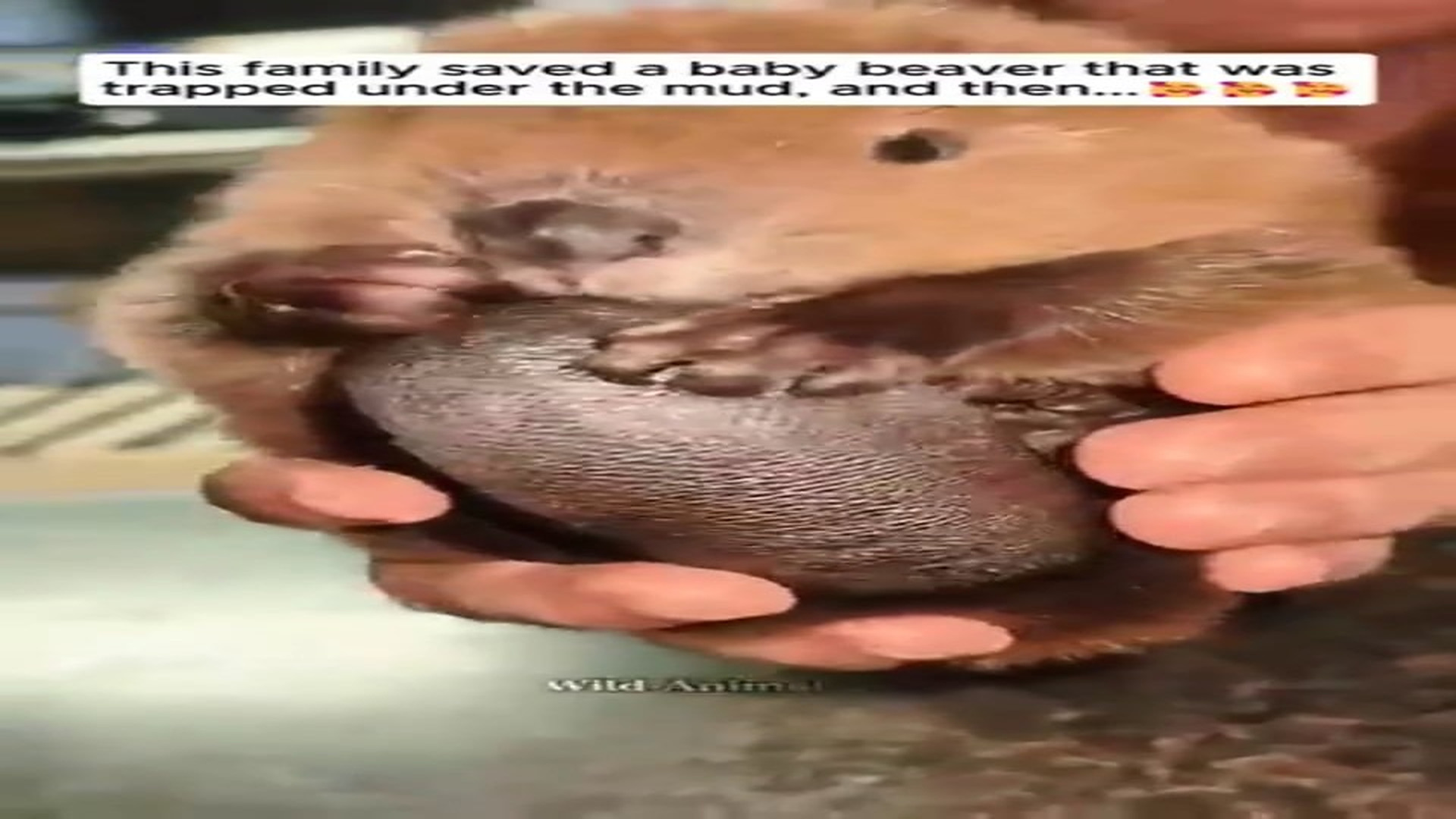 Part 2 : H1806005_We Found A Baby Beaver Trapped In Mud Changed Its Life Foreve_part2