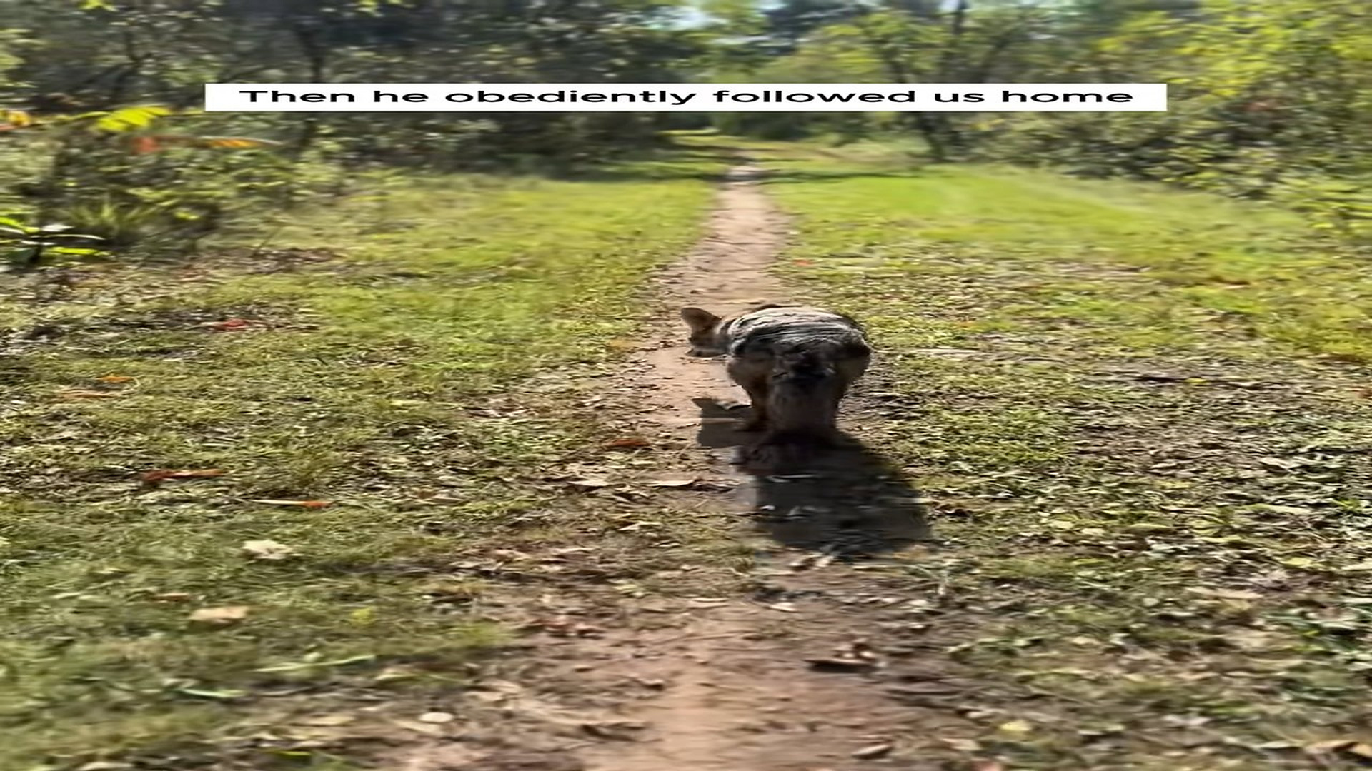 Part 2 : H1806003_Man helped an exhausted coyote it followed him home #animals #res_part2