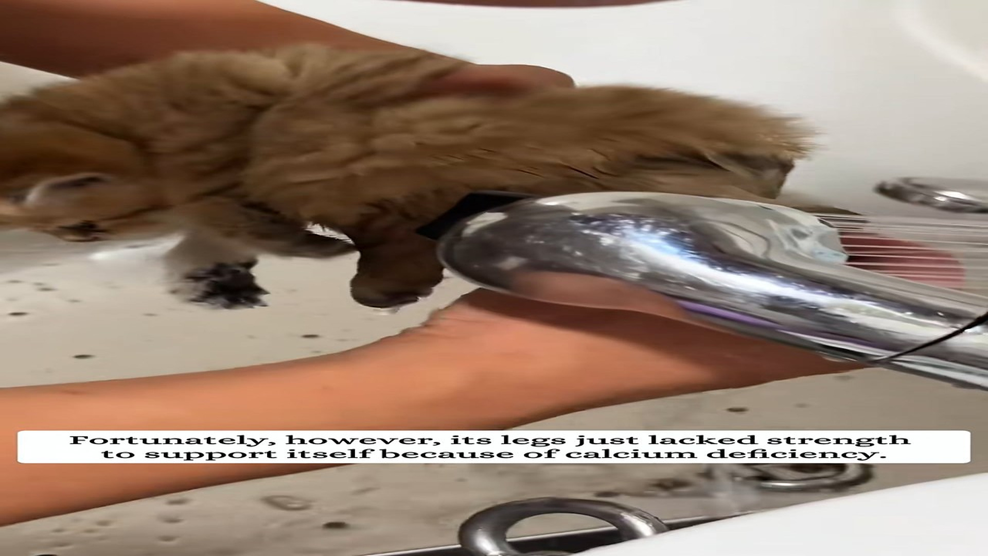 Part 2 : H1806001_Poor little kitten #fyp #animal #Rescue #Rescue_part2