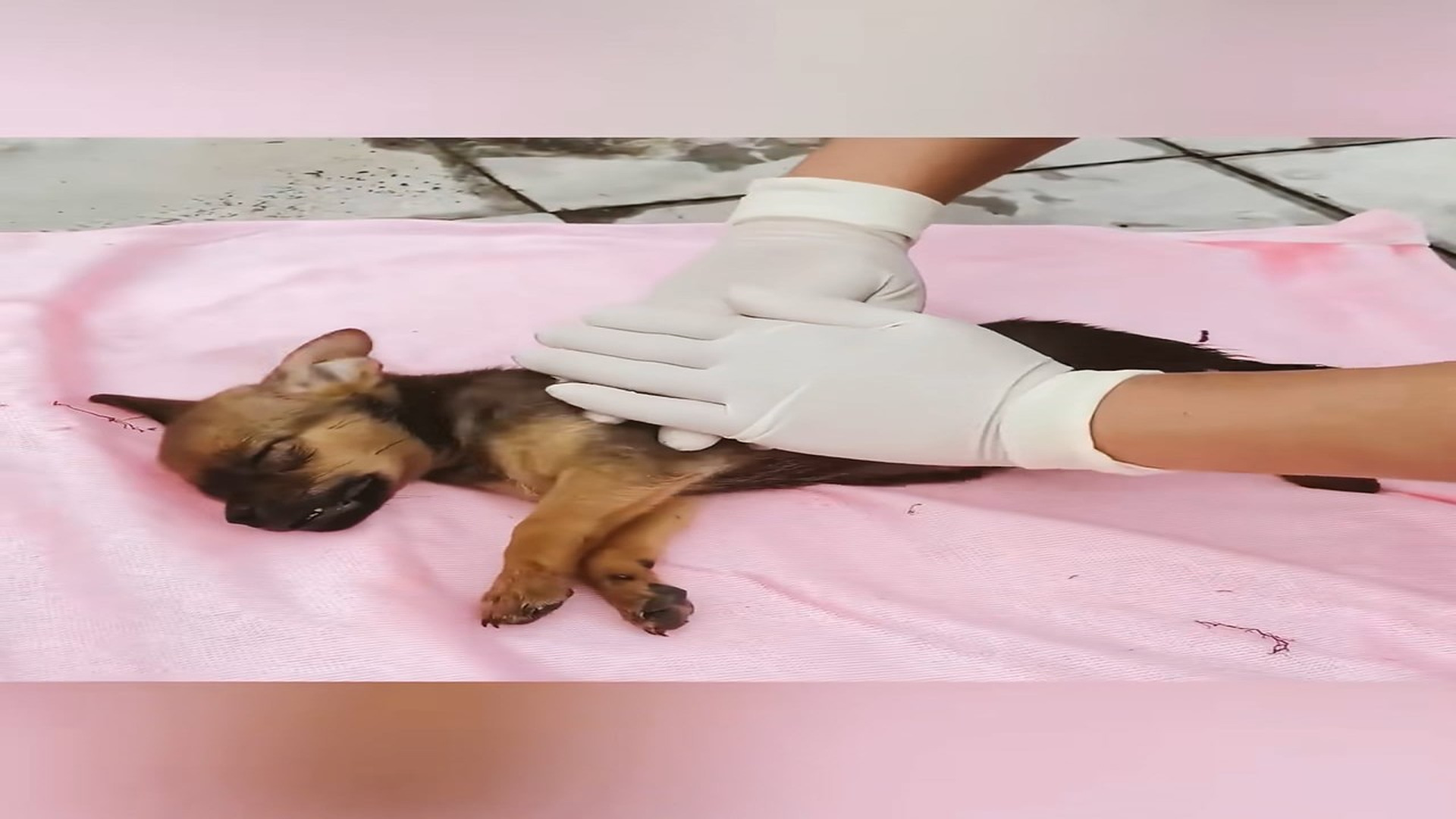 Part 2 : H1806004_Rescue two puppies rescueanimals rescue dog dogsoftiktok puppy (1)_part2