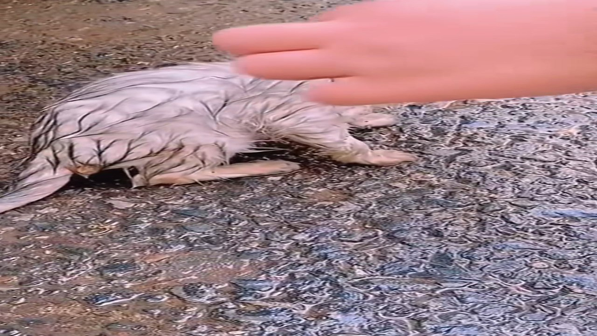 Full Video : H1806025_Wet kitten wandering on street rescued #animal #rescueanimals #an