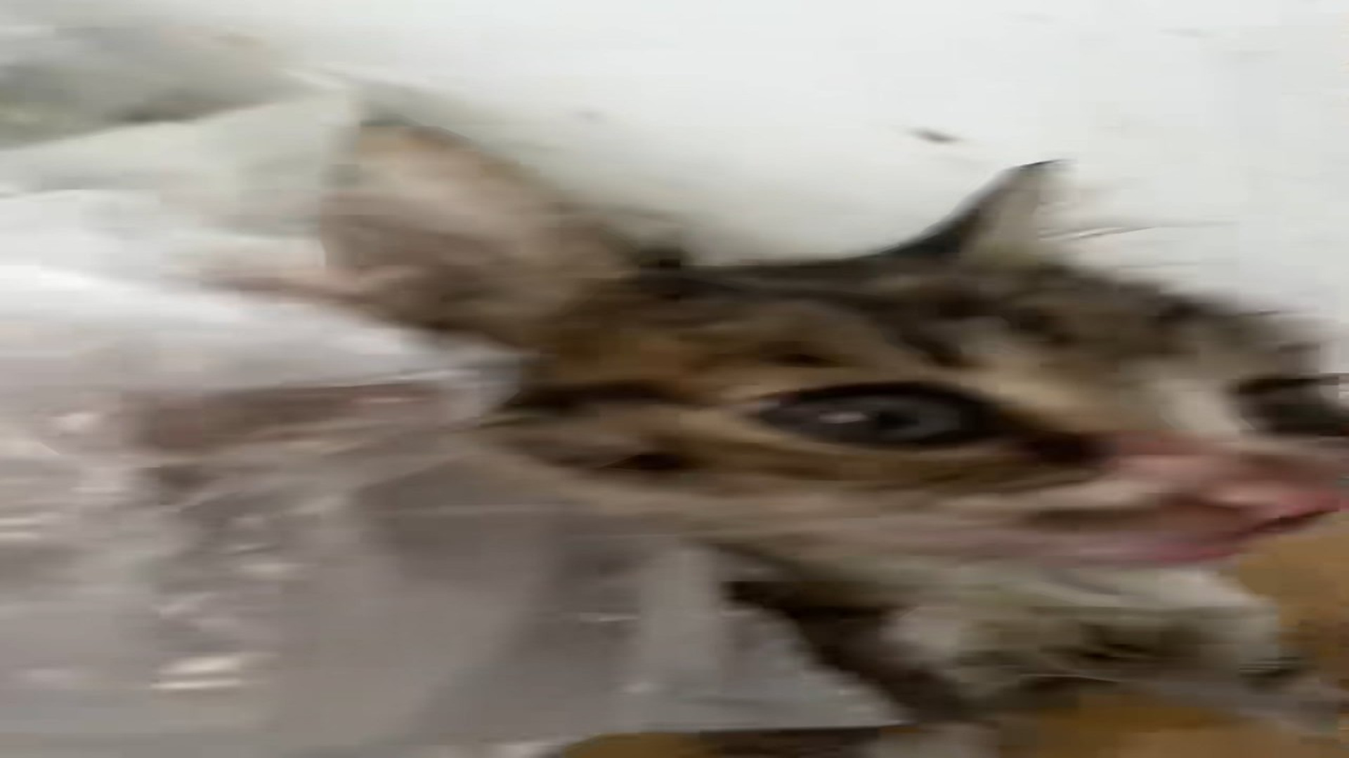 Full Video : H1806024_Abandoned kitten next to trash pile is luckyto be saved #animal #resc