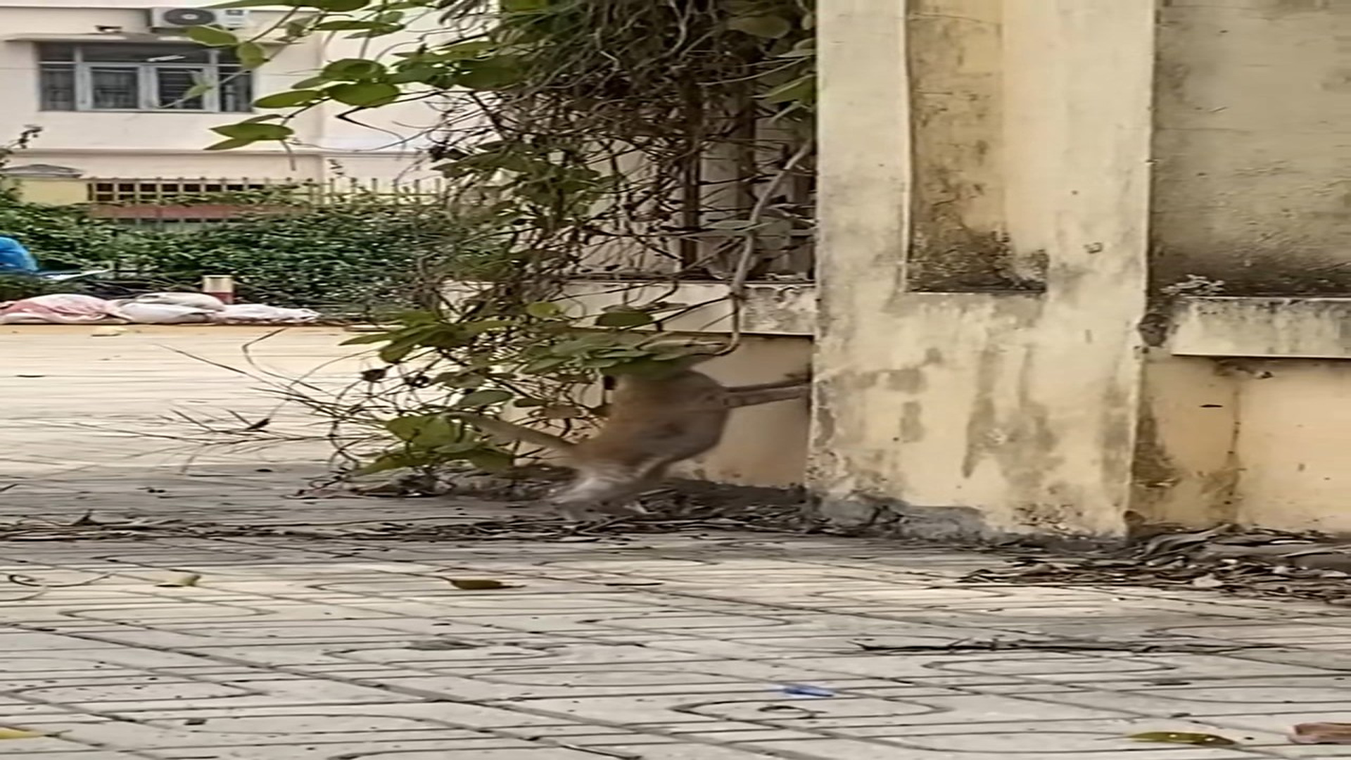 Full Video : H1806015_weak desperate cat cried help because of hunger lucki