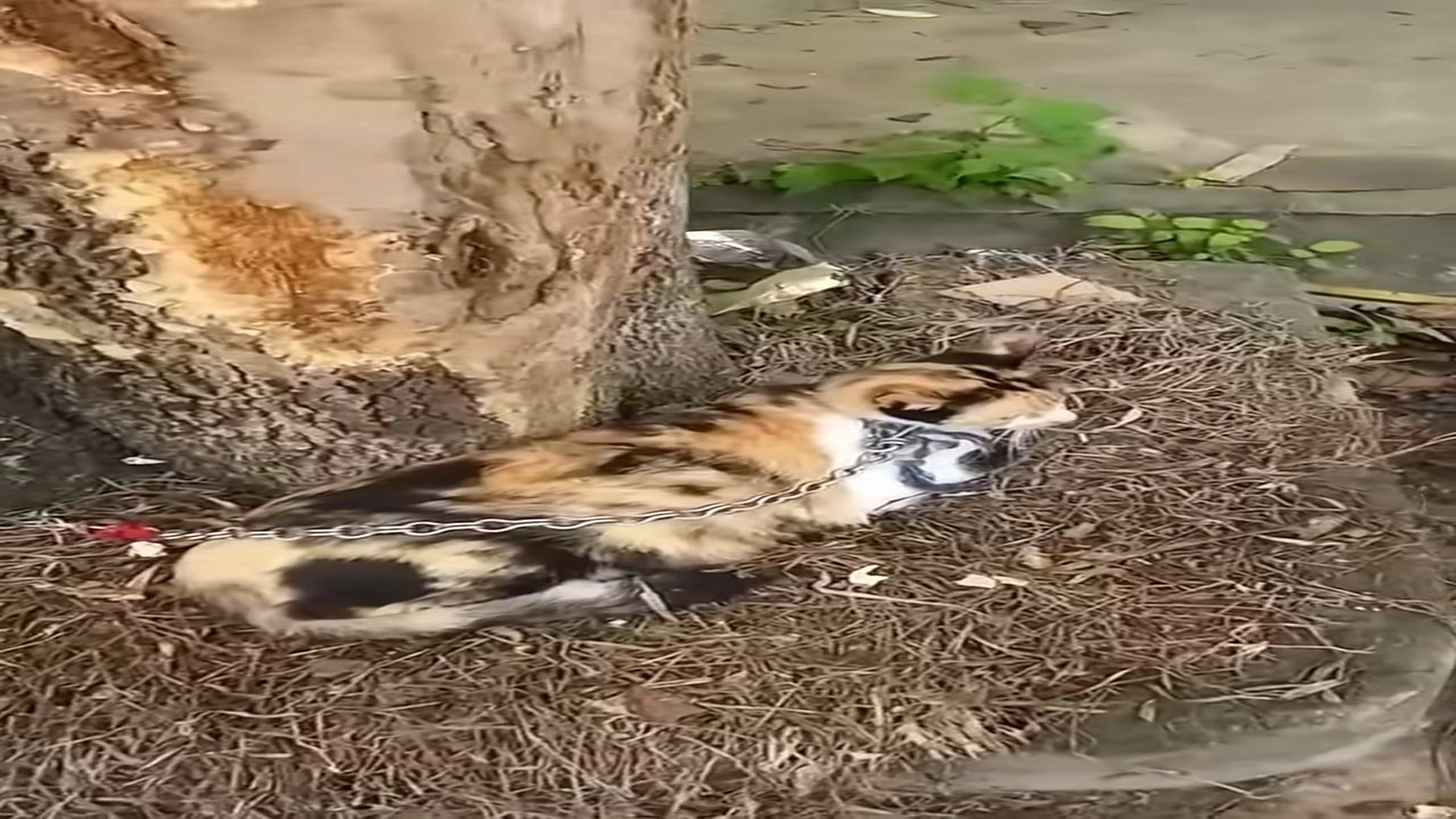 Full Video : H1806014_Cat living in chains scared begged help a miracle happened #cat