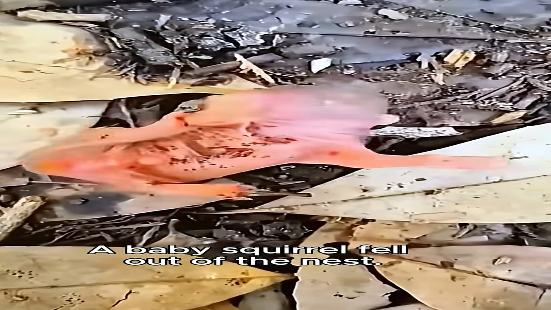 Full Video : H1806007_Poor baby squirrel on road end of its upbringing #rescue