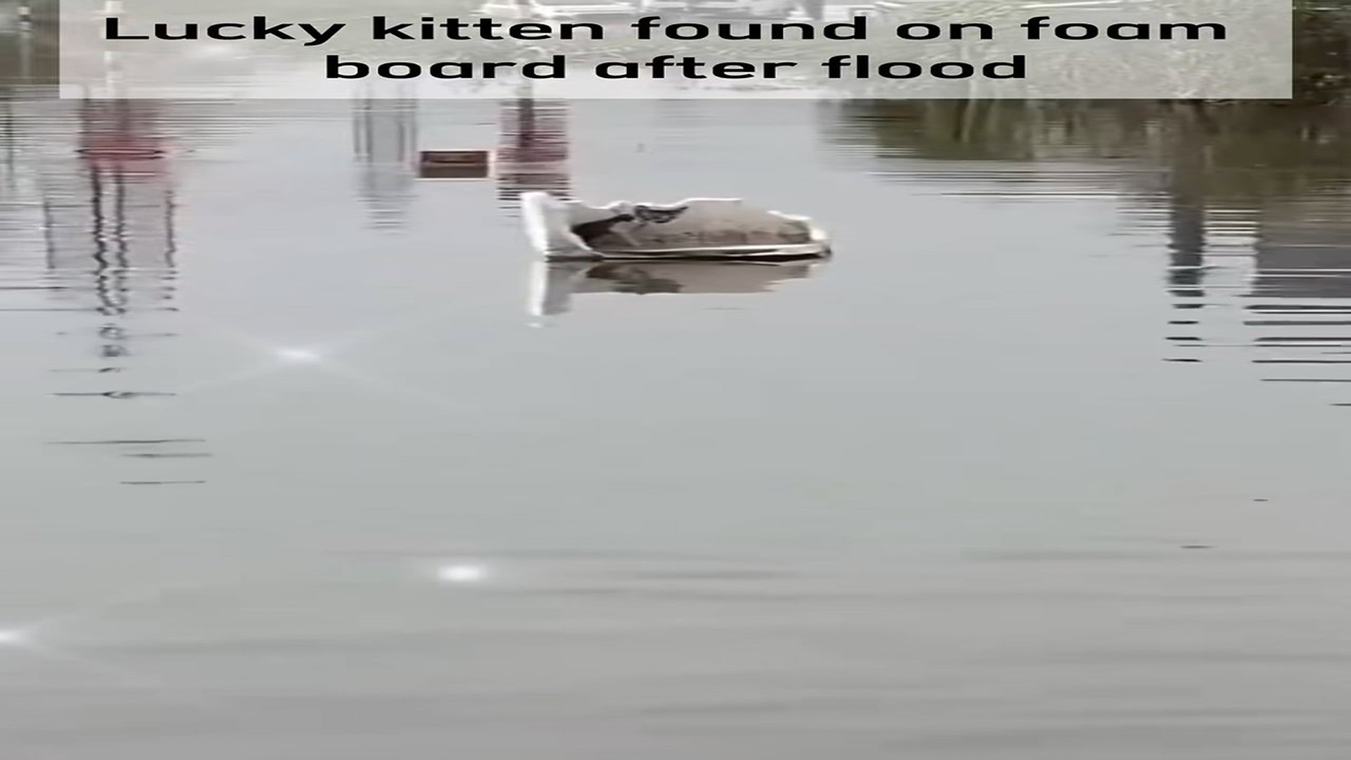 Full Video : H1806008_Rescued Lucky Kitten on Foam board after Flood #rescue #cat #kitten