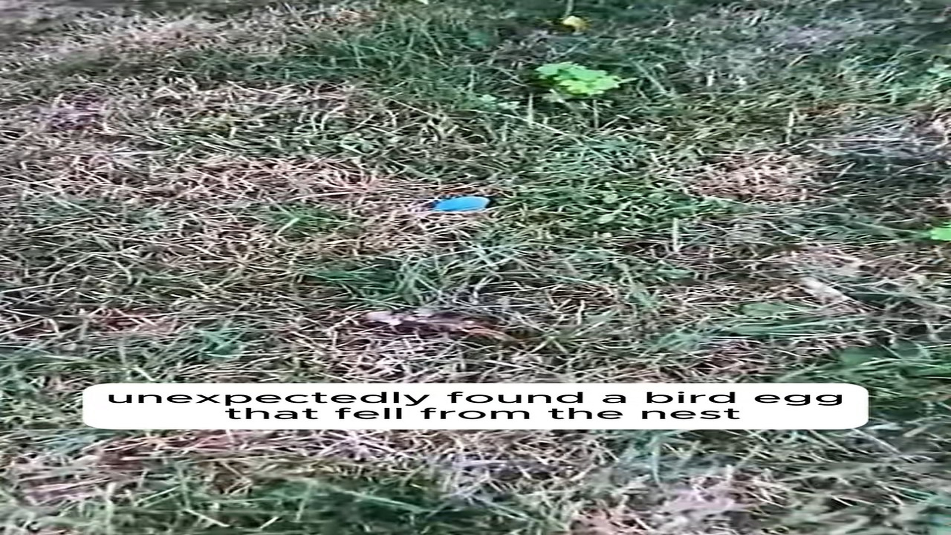 Full Video : H1806006_egg fell under tree a angel appeared, lovely Bird